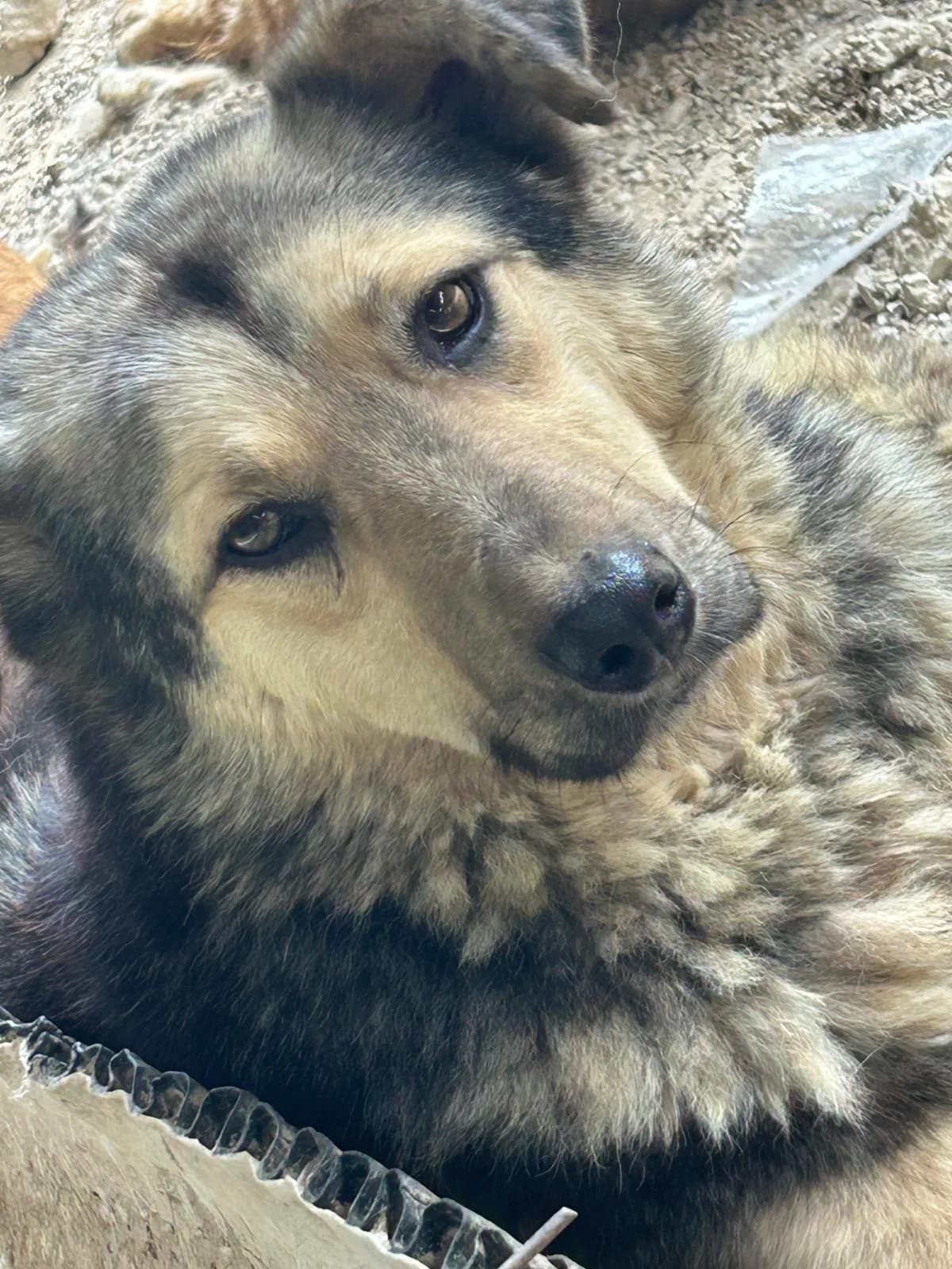 Bensema, Mixed Breed for adoption at Save the Dogs BiH, Jajce