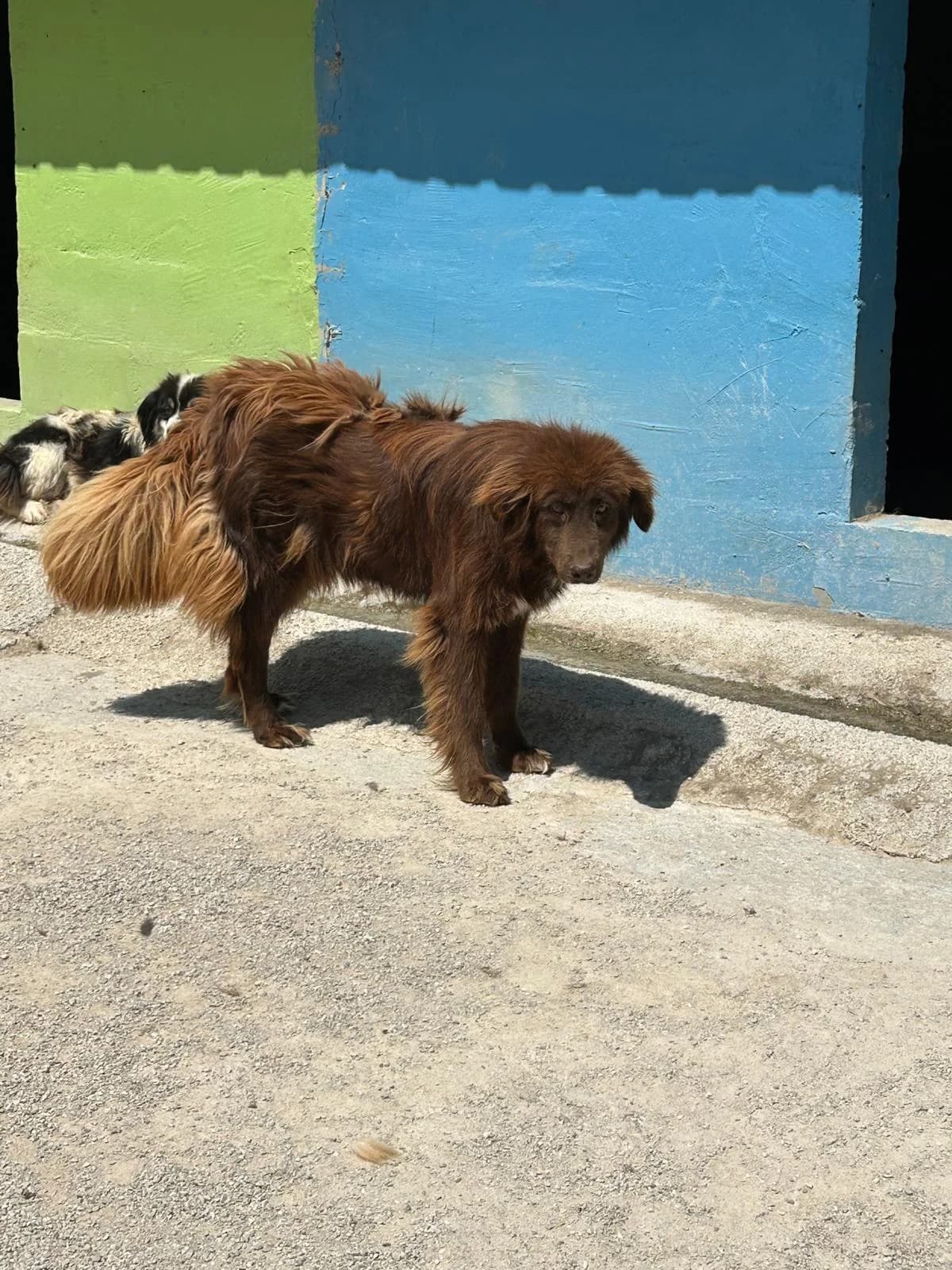 Raja, Mixed Breed for adoption at Save the Dogs BiH, Jajce