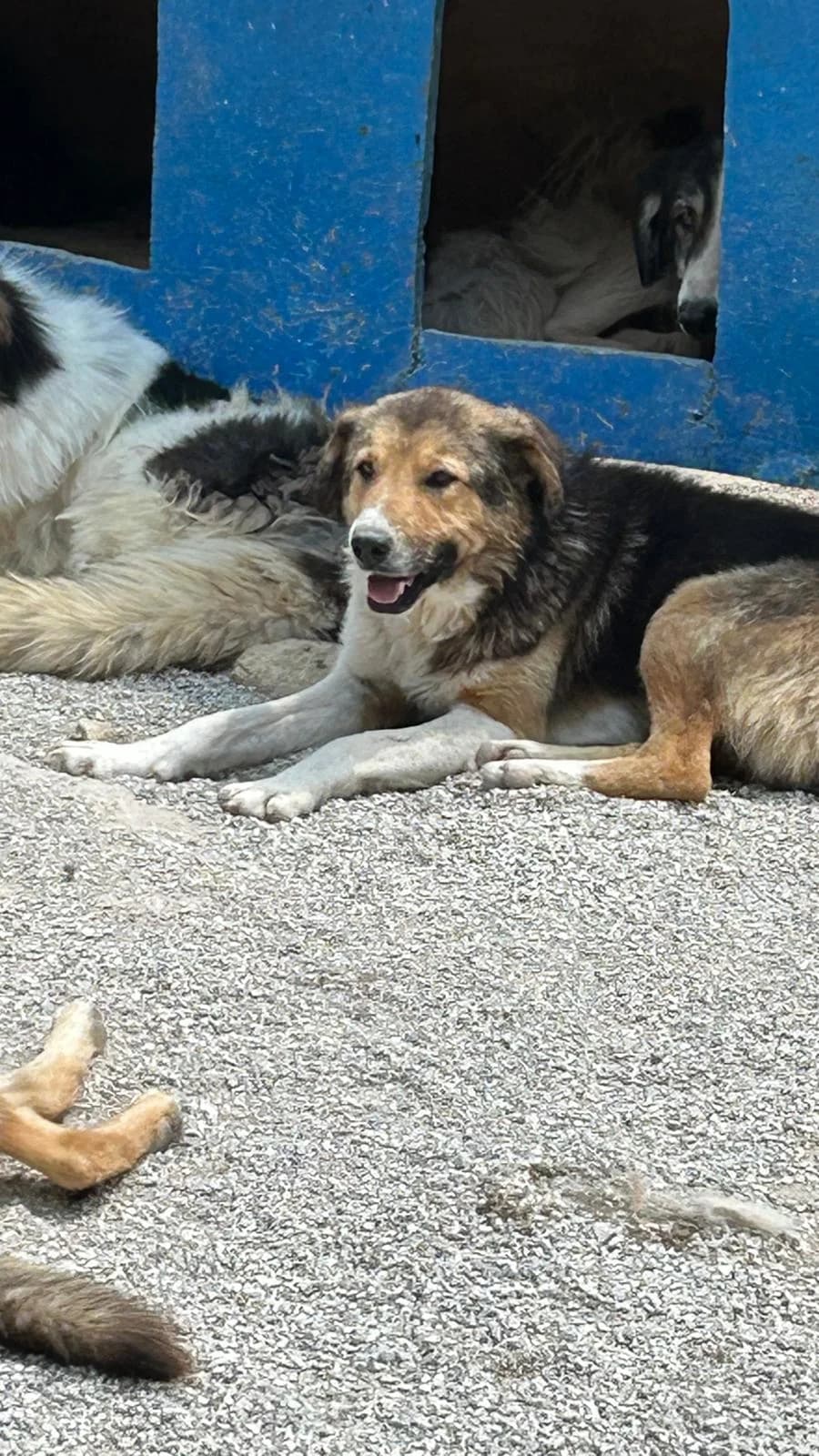 Saro, Mixed Breed for adoption at Save the Dogs BiH, Jajce