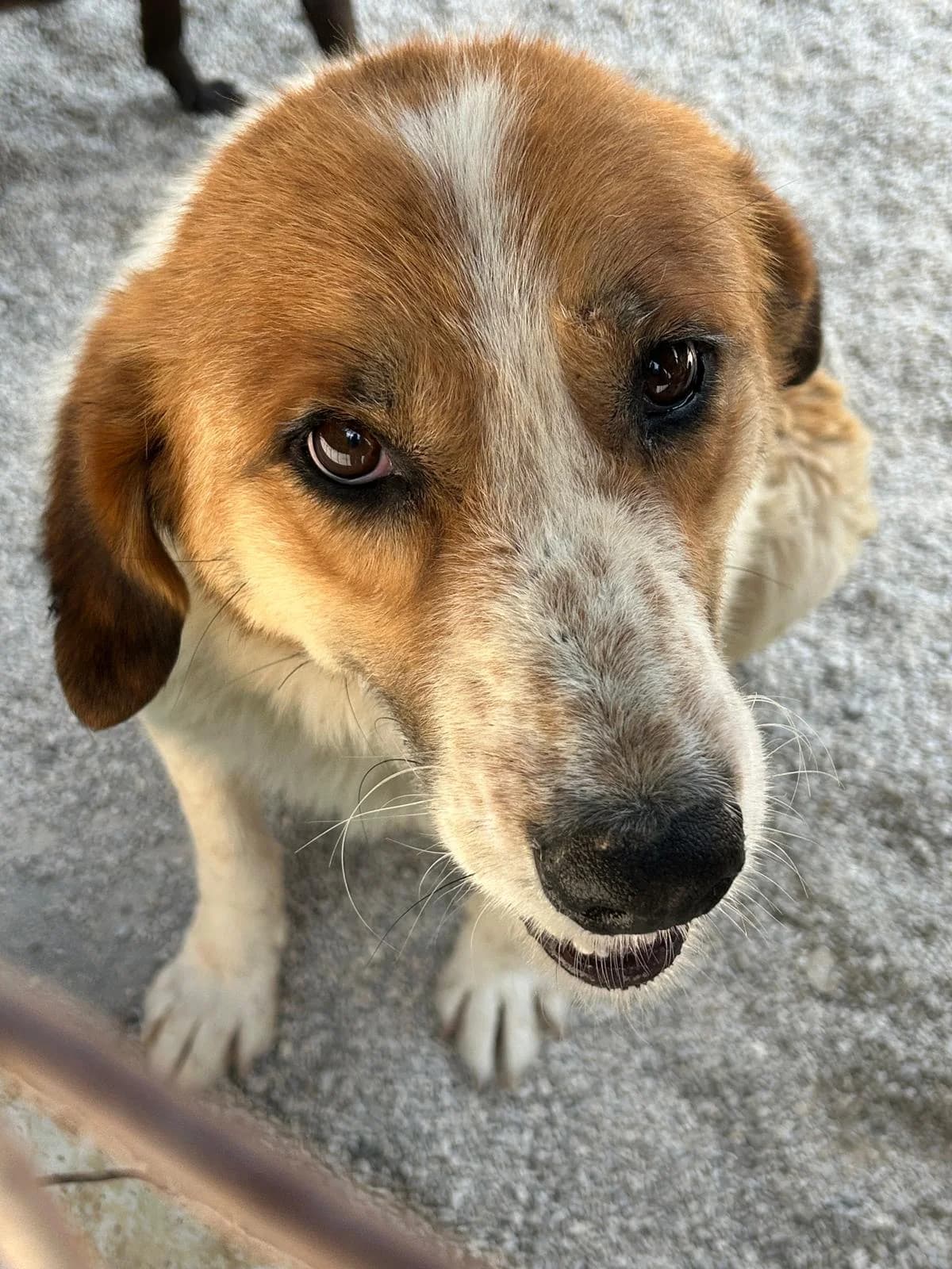 Jackson, Mixed Breed for adoption at Save the Dogs BiH, Jajce