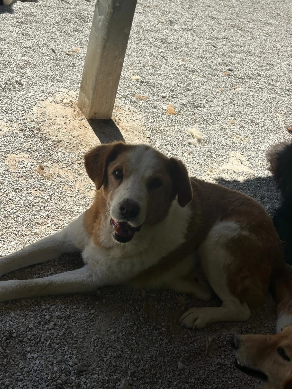 Bambino, Mixed Breed for adoption at Save the Dogs BiH, Jajce