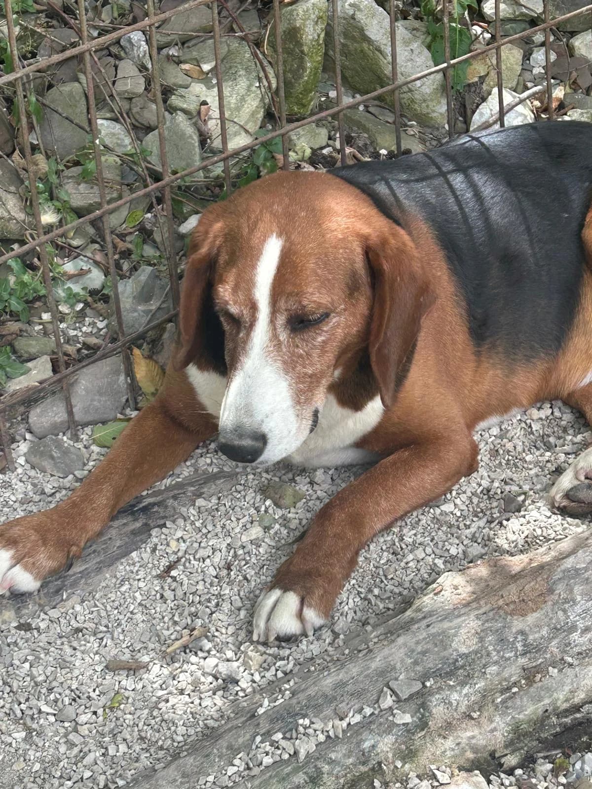 Tunfi, Mixed Breed for adoption at Save the Dogs BiH, Jajce