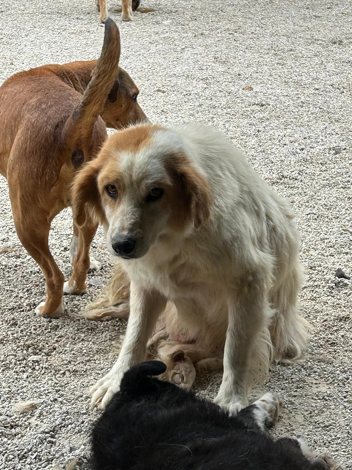 Leo, Mixed Breed for adoption at Save the Dogs BiH, Jajce