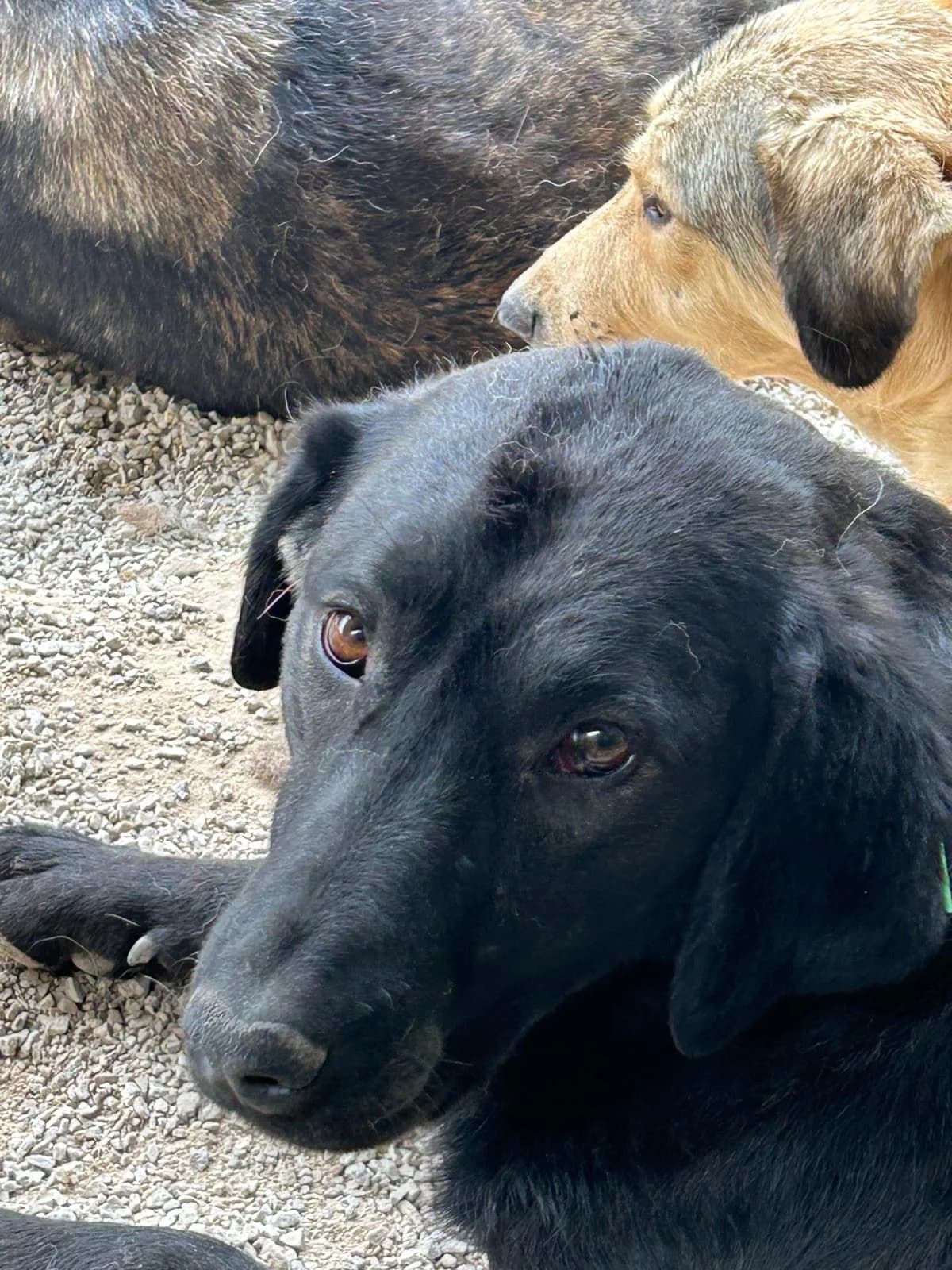 Fridolin, Mixed Breed for adoption at Save the Dogs BiH, Jajce