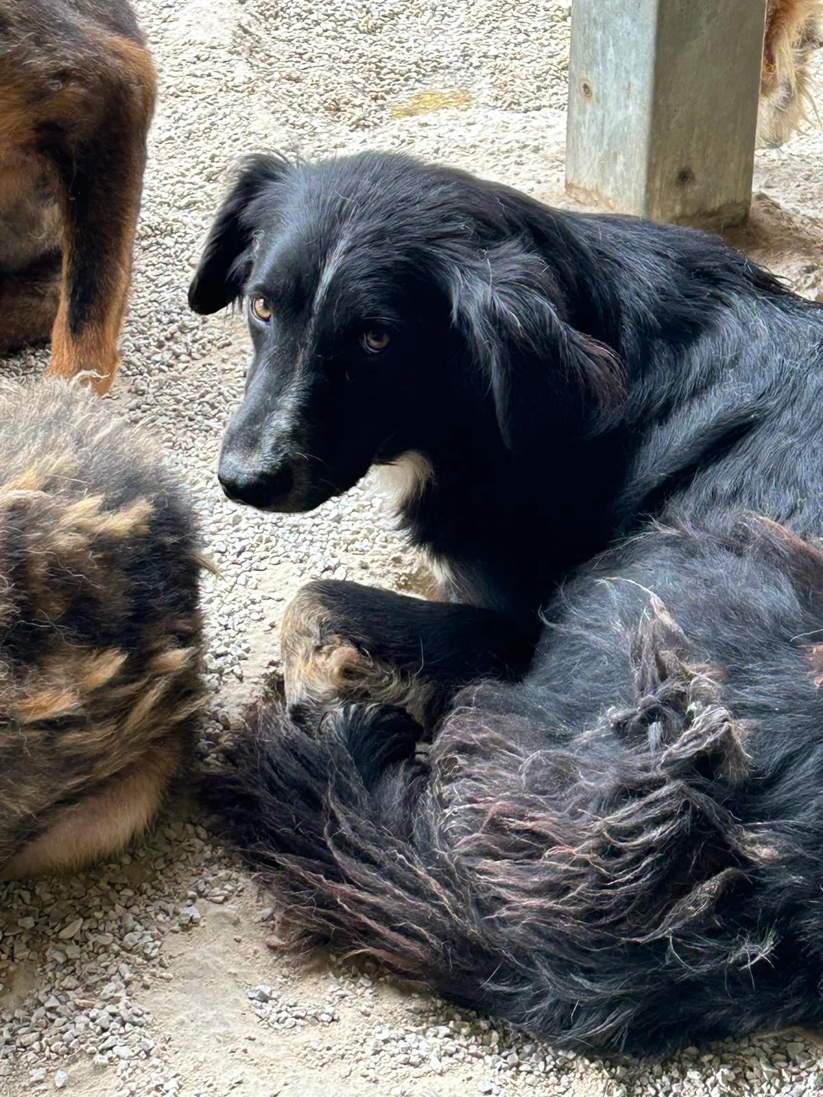 Samy, Mixed Breed for adoption at Save the Dogs BiH, Jajce