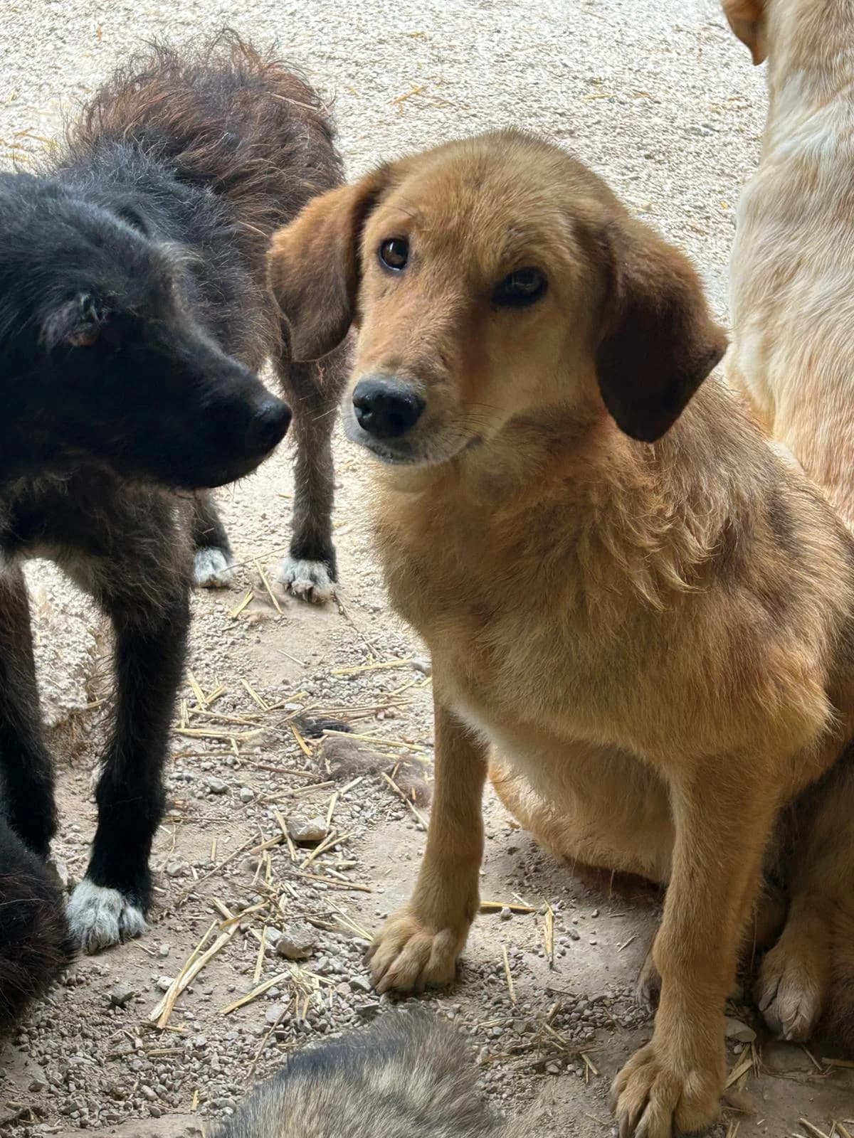 Mädel, Mixed Breed for adoption at Save the Dogs BiH, Jajce