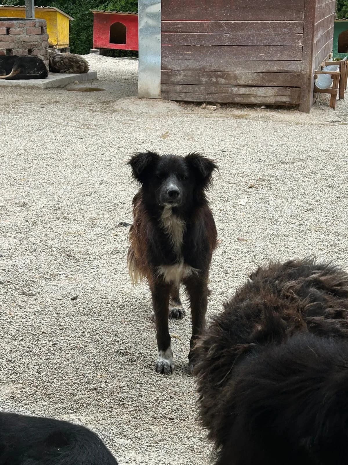 Akku, Mixed Breed for adoption at Save the Dogs BiH, Jajce