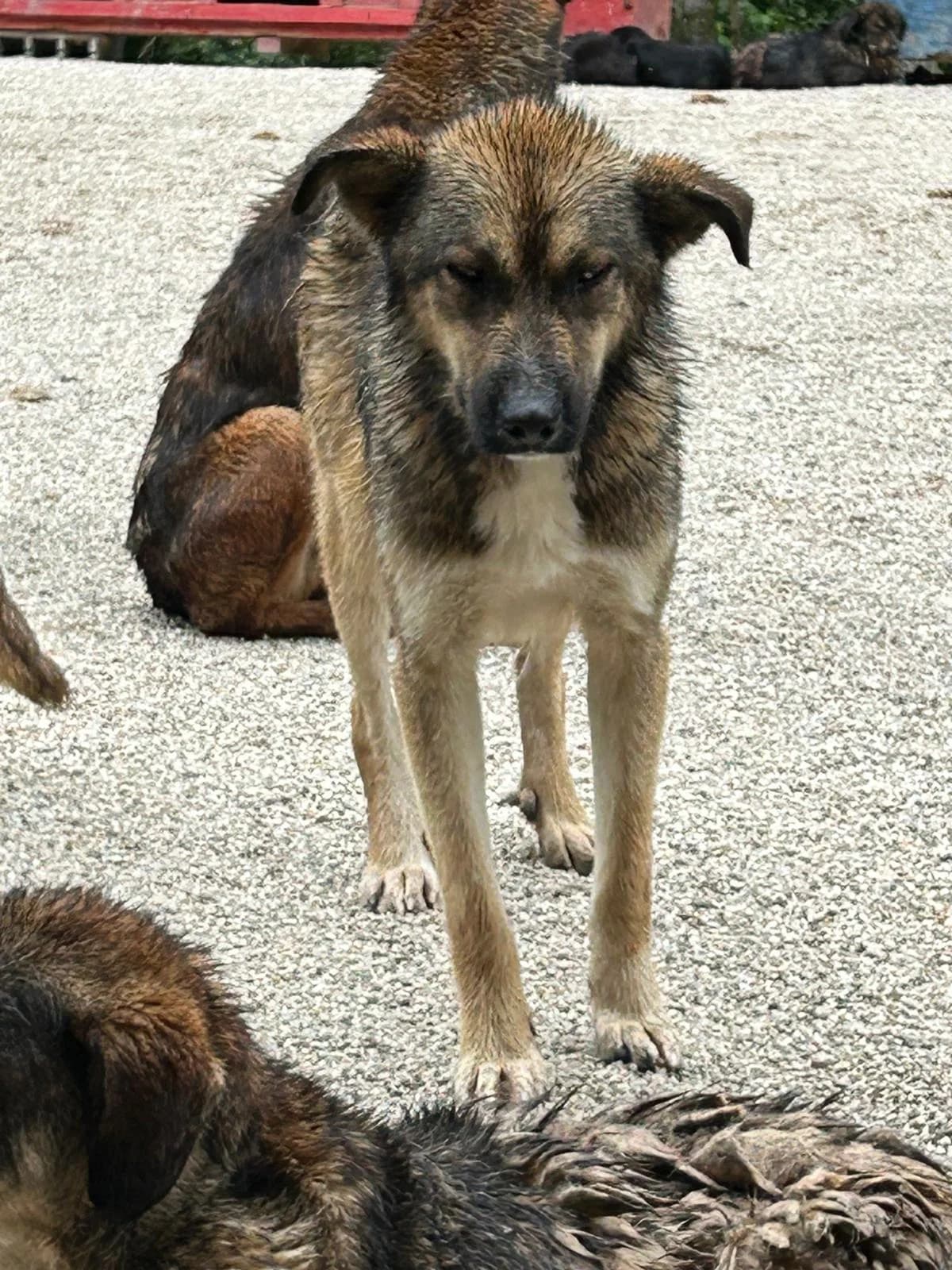 Beru, Mixed Breed for adoption at Save the Dogs BiH, Jajce