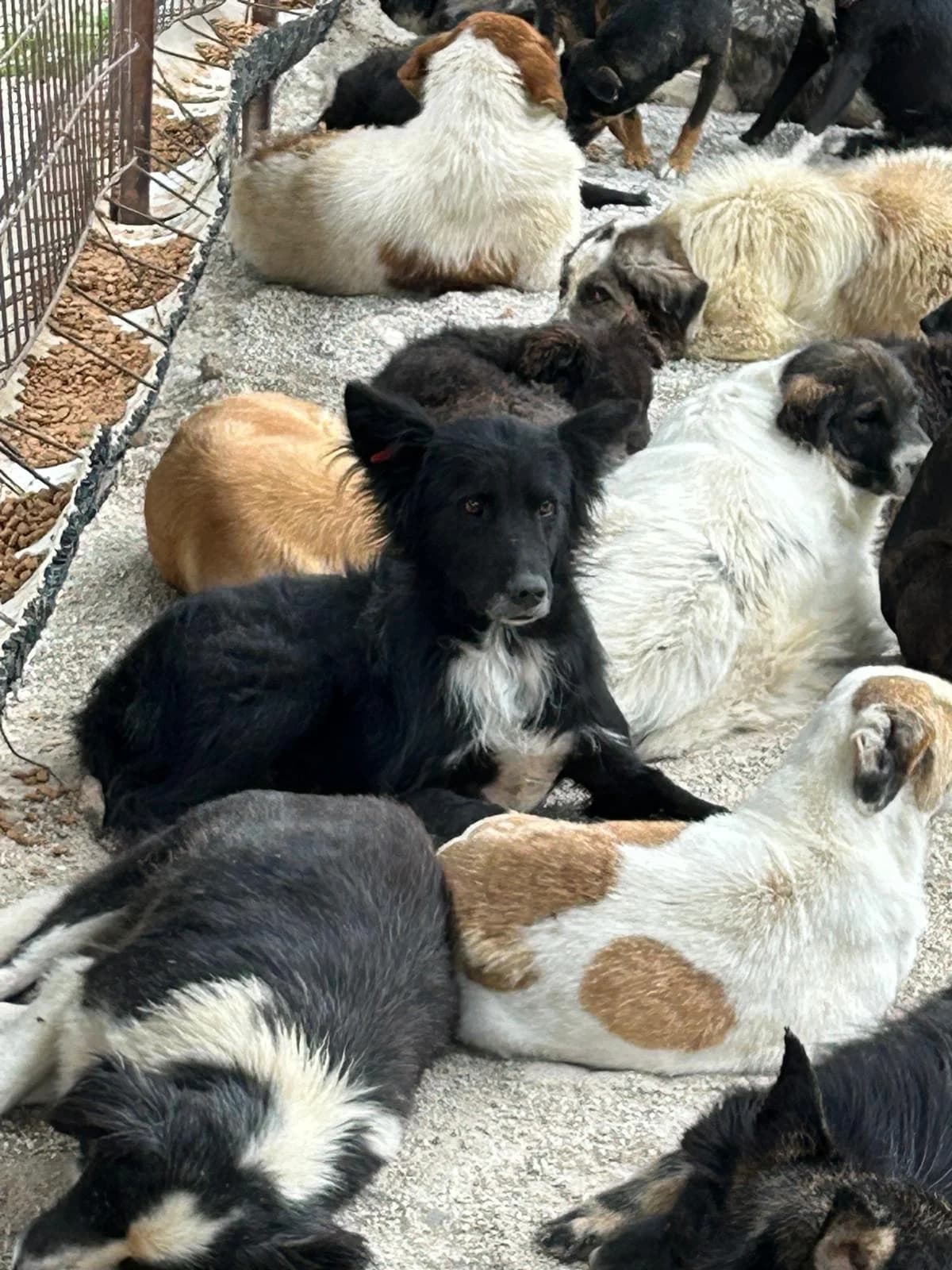Sammy, Mixed Breed for adoption at Save the Dogs BiH, Jajce