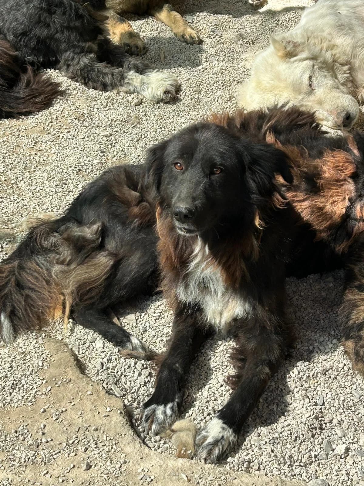 Paula, Mixed Breed for adoption at Save the Dogs BiH, Jajce