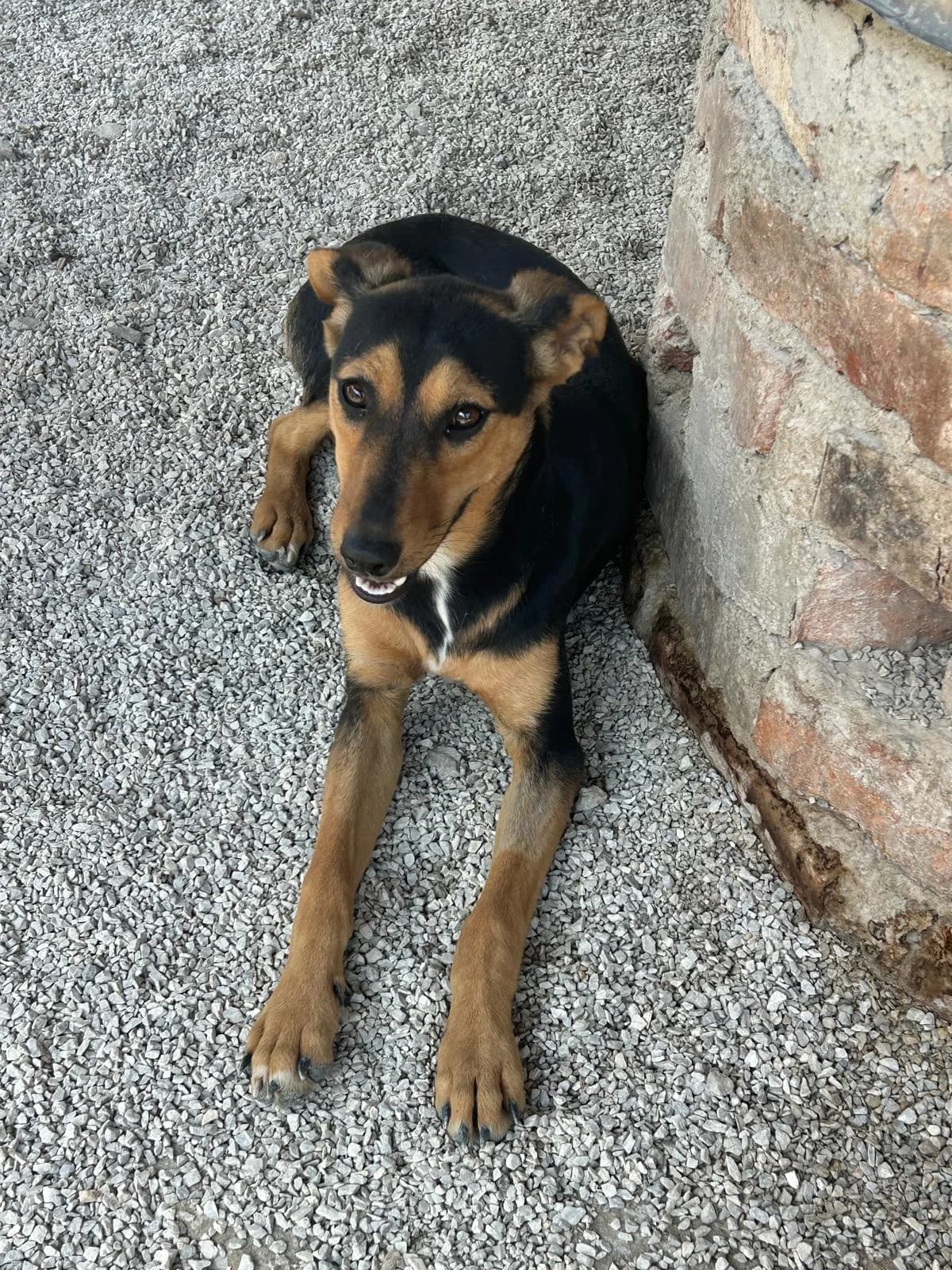 Bebi, Mixed Breed for adoption at Save the Dogs BiH, Jajce