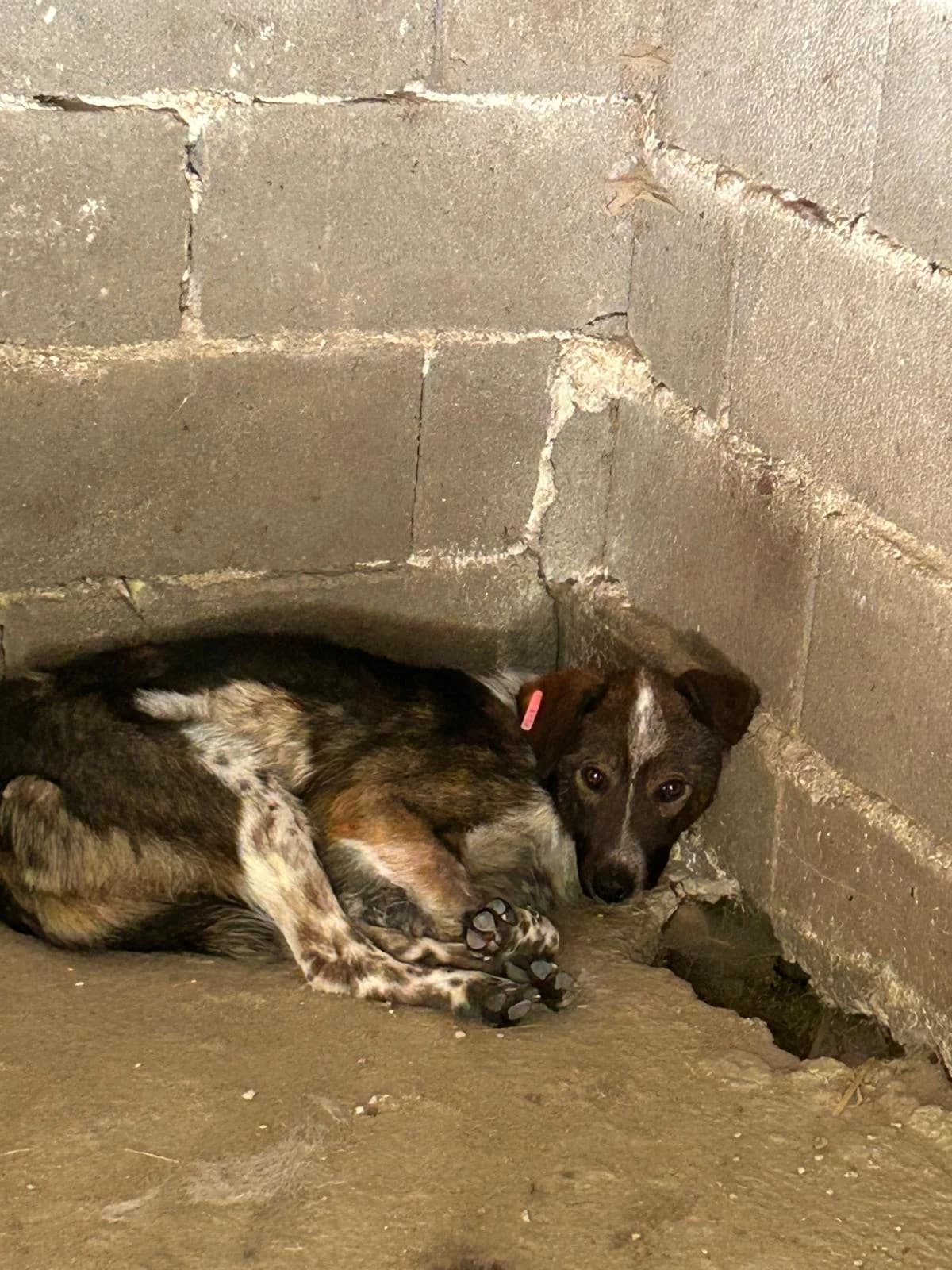 Nima, Mixed Breed for adoption at Save the Dogs BiH, Jajce