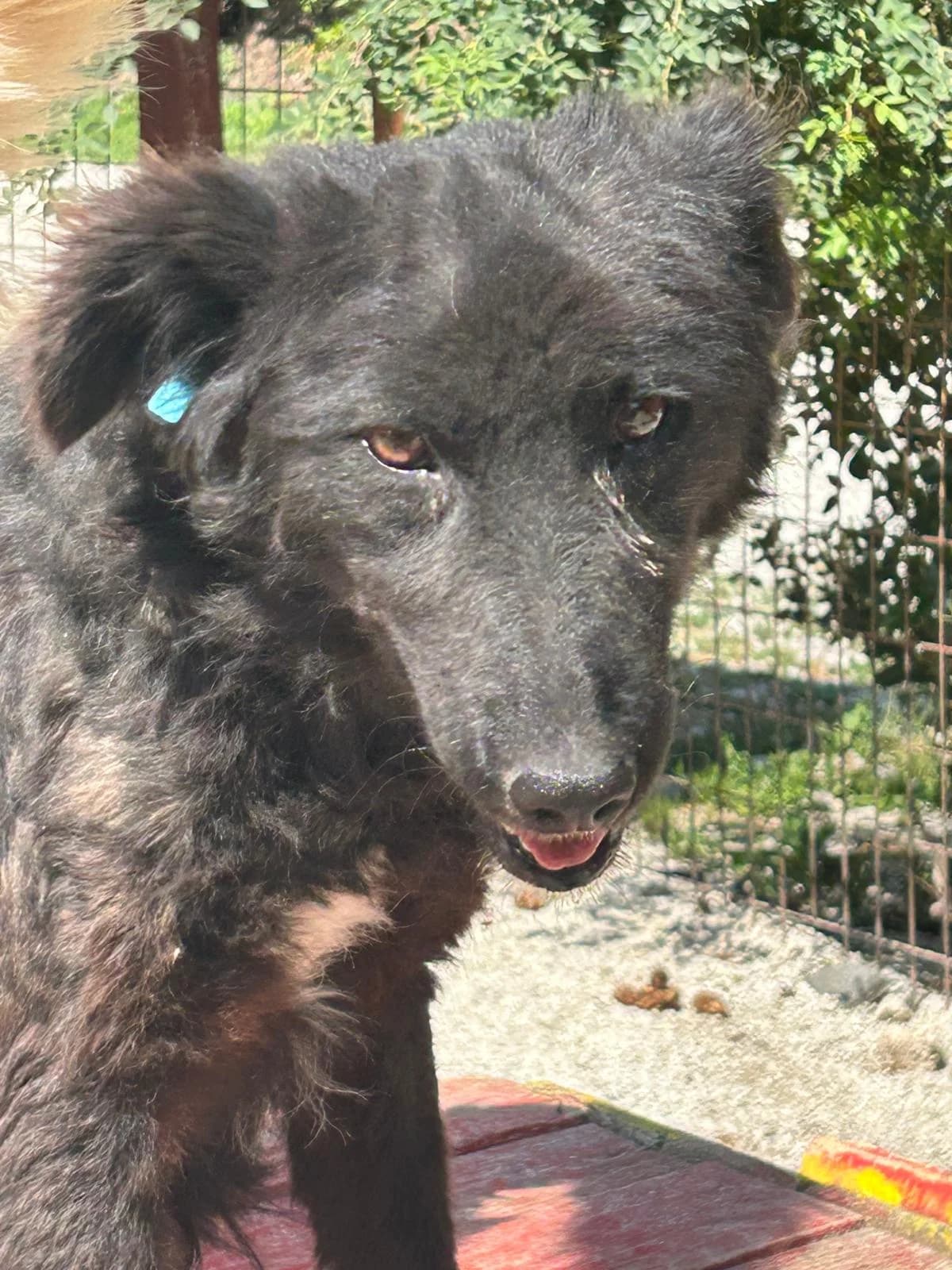 Charli, Mixed Breed for adoption at Save the Dogs BiH, Jajce