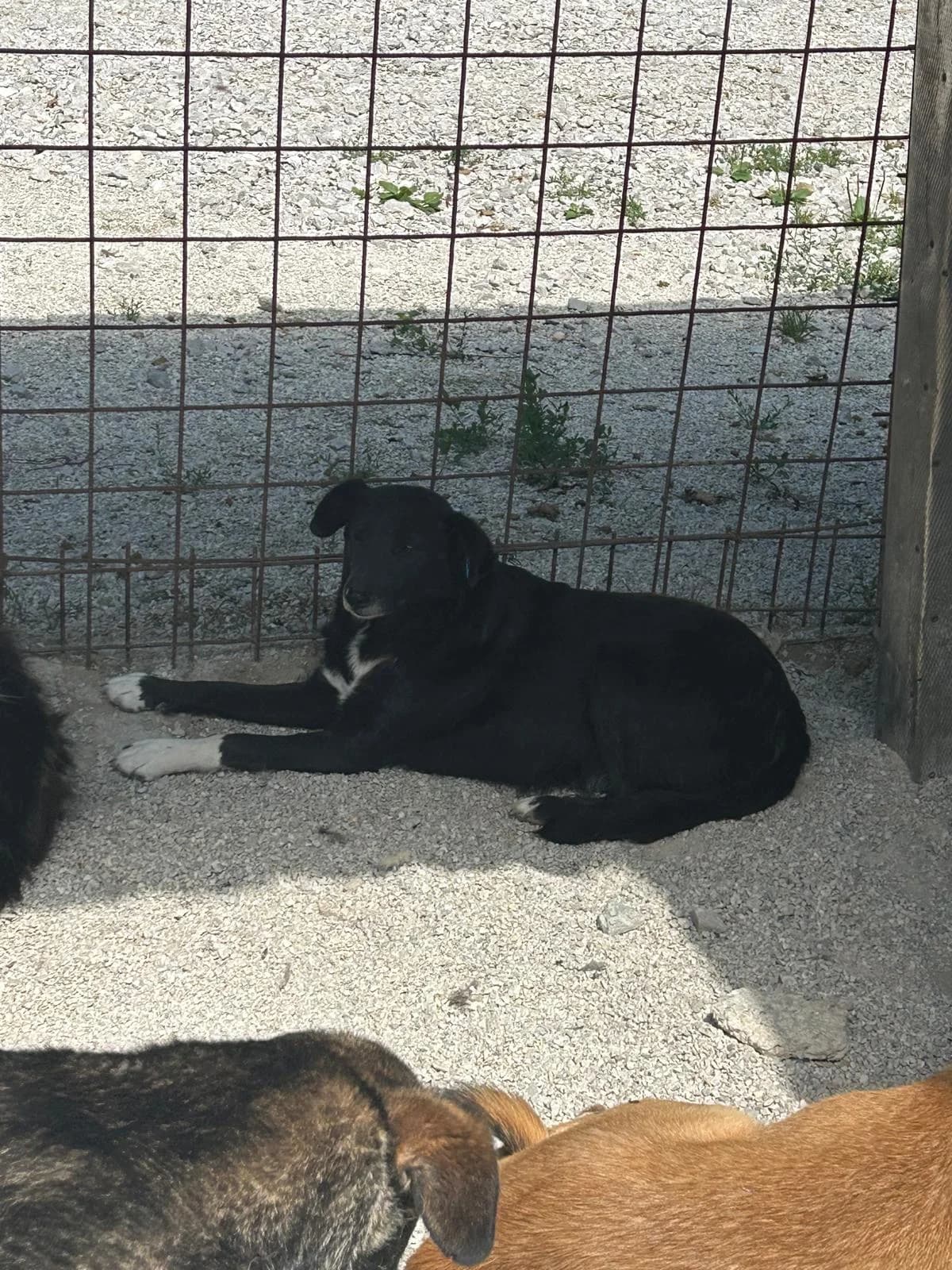 Dakota, Mixed Breed for adoption at Save the Dogs BiH, Jajce