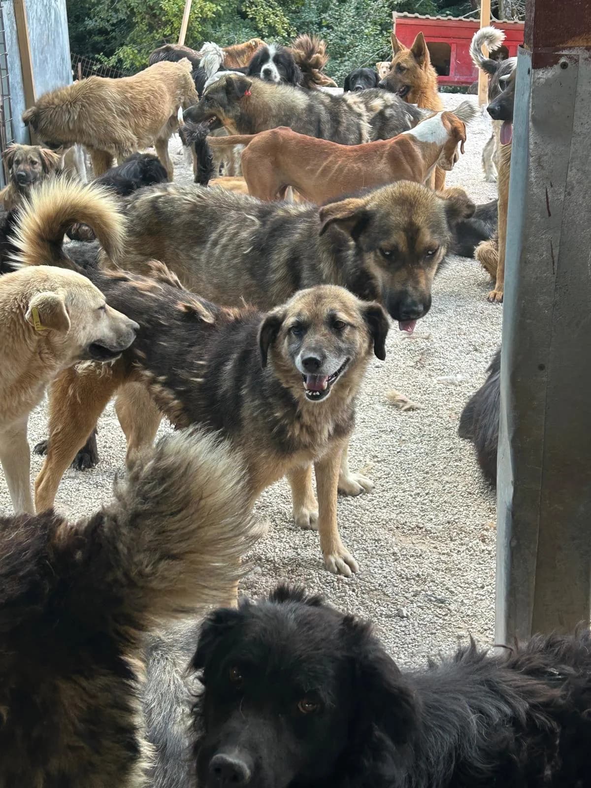Mira, Mixed Breed for adoption at Save the Dogs BiH, Jajce
