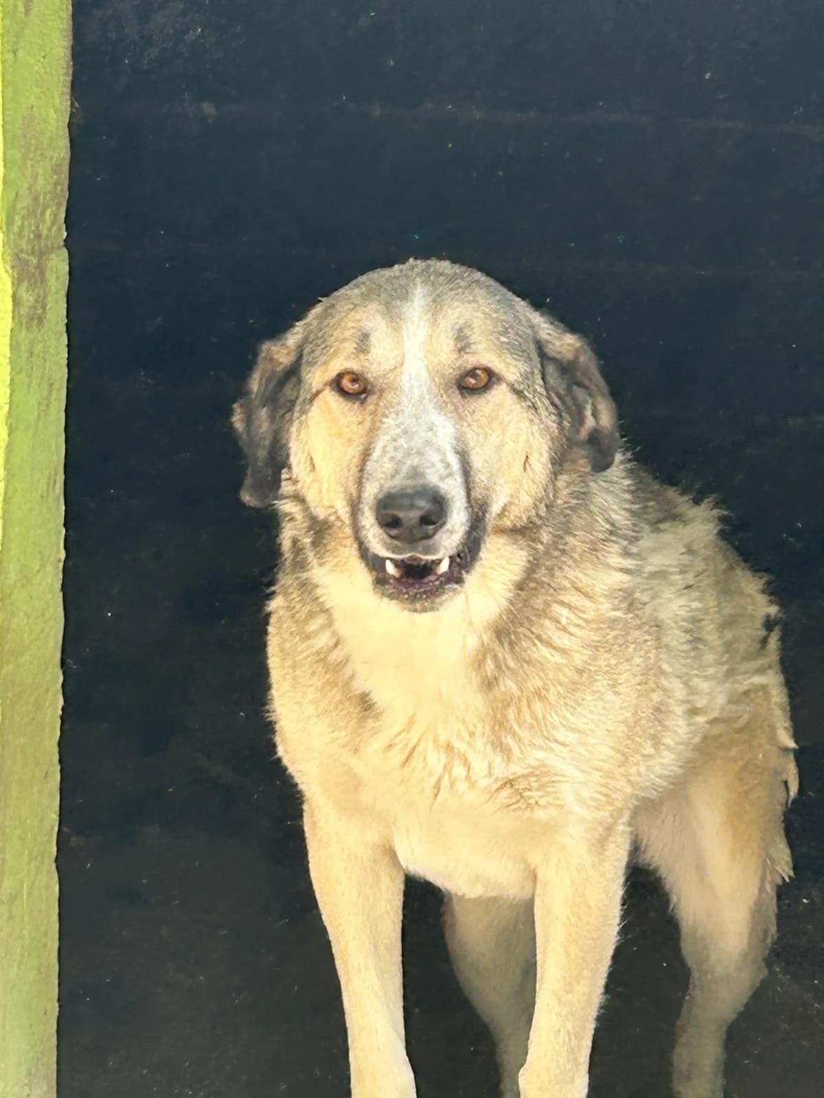 Briar, Mixed Breed for adoption at Save the Dogs BiH, Jajce