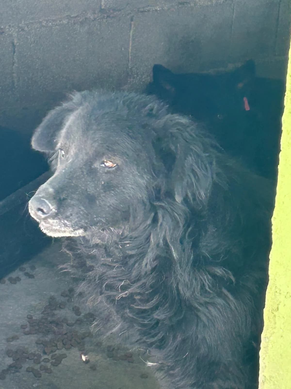 Betty, Mixed Breed for adoption at Save the Dogs BiH, Jajce