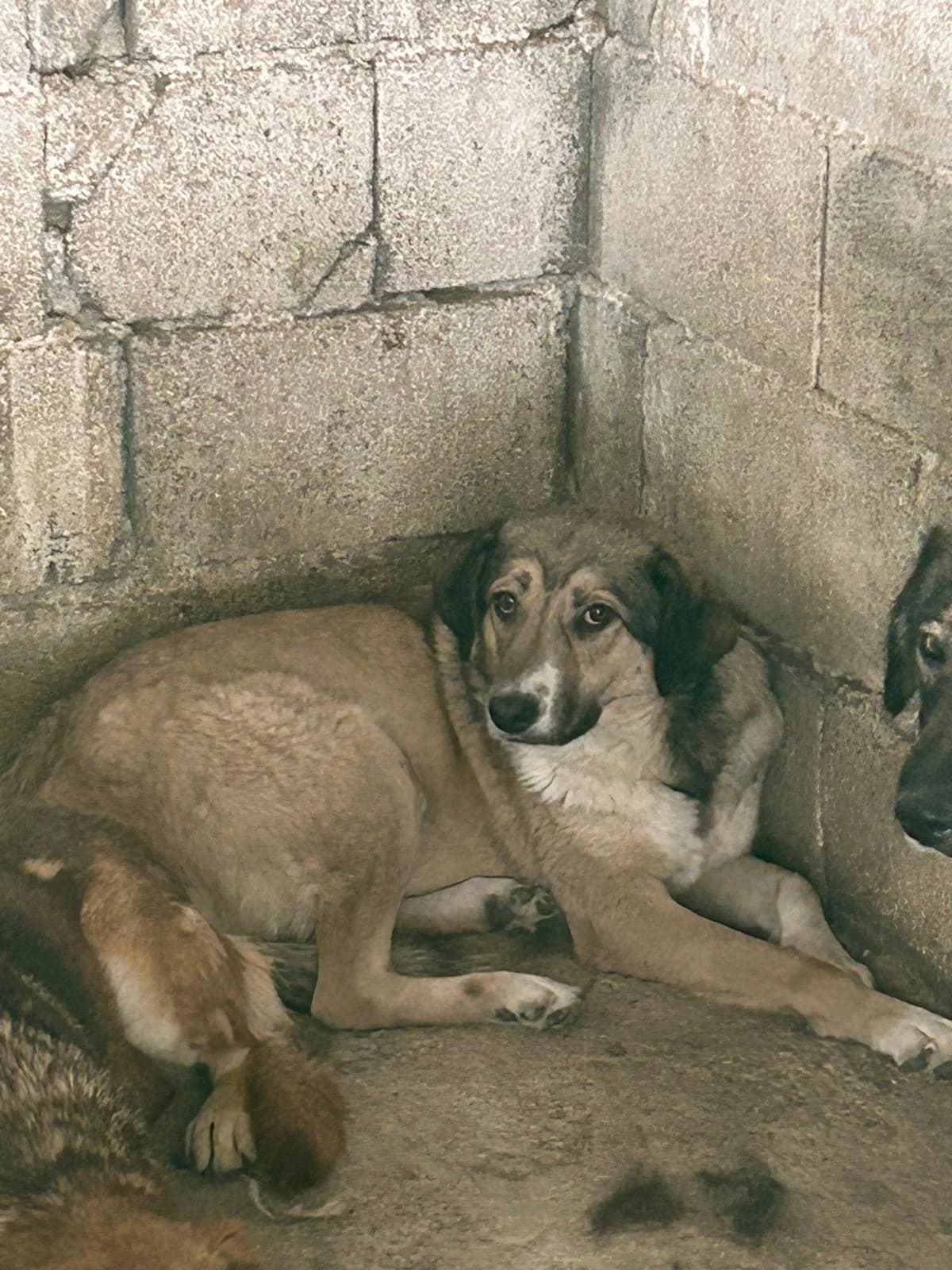 Beli, Mixed Breed for adoption at Save the Dogs BiH, Jajce