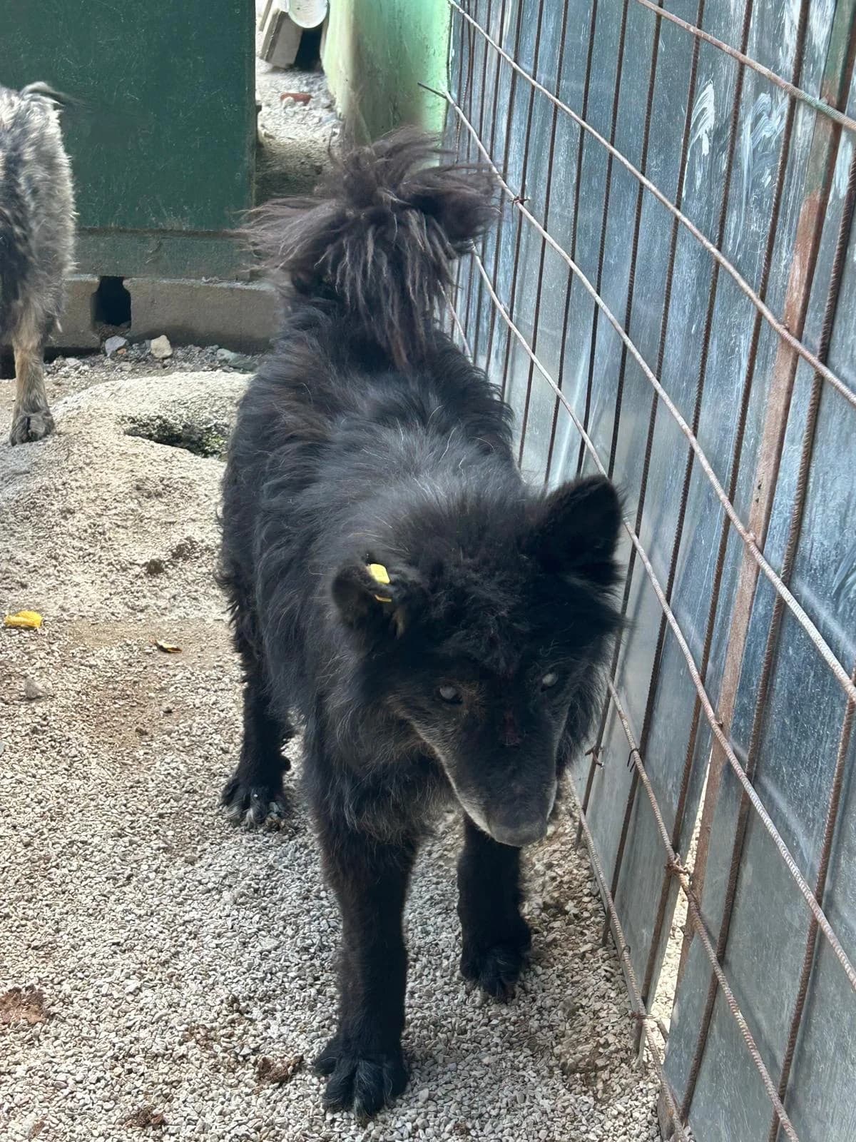 Medo, Mixed Breed for adoption at Save the Dogs BiH, Jajce
