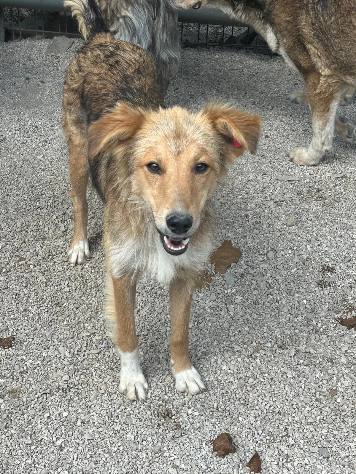 Sunny, Mixed Breed for adoption at Save the Dogs BiH, Jajce