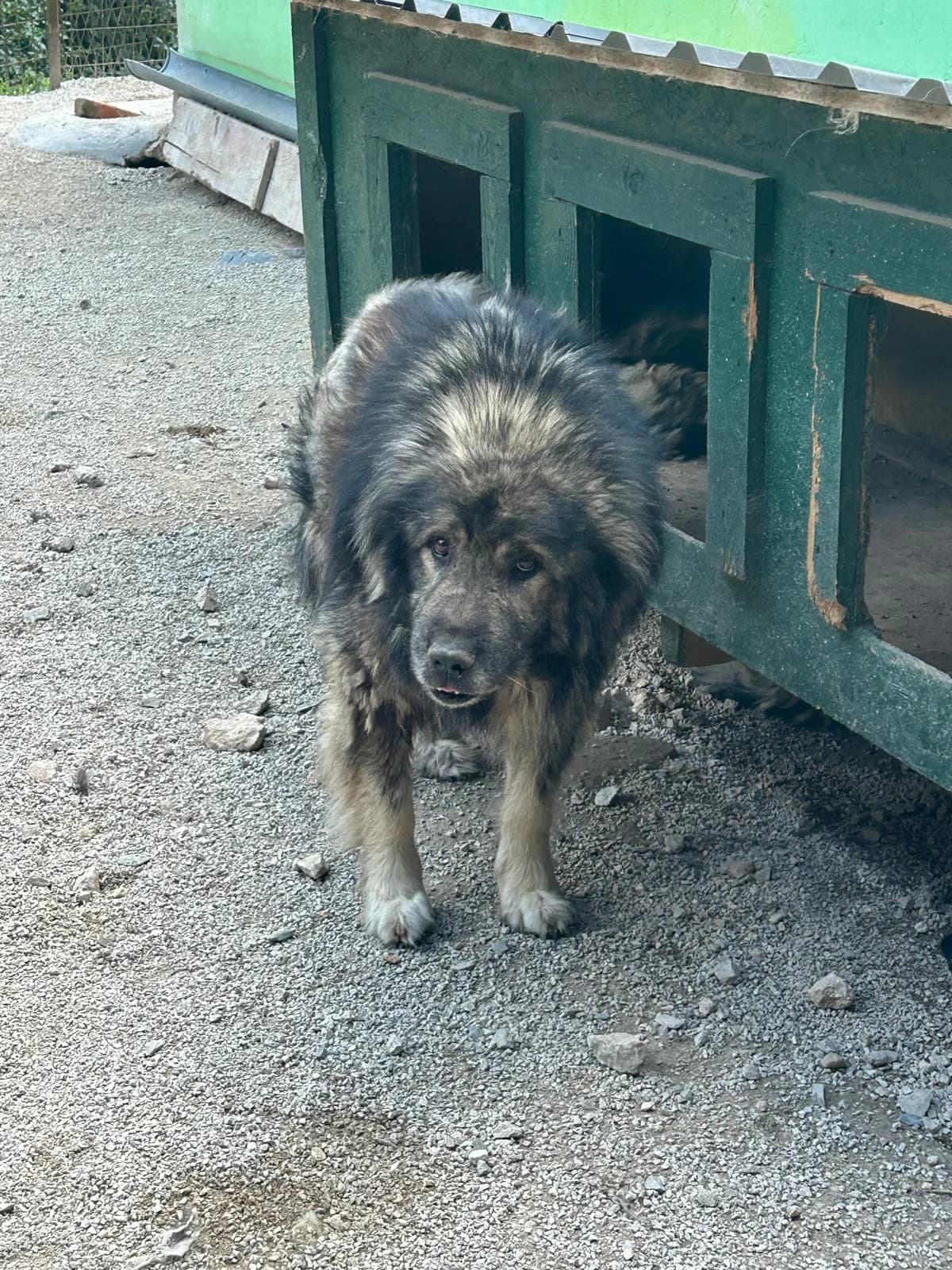 Jimi, Mixed Breed for adoption at Save the Dogs BiH, Jajce