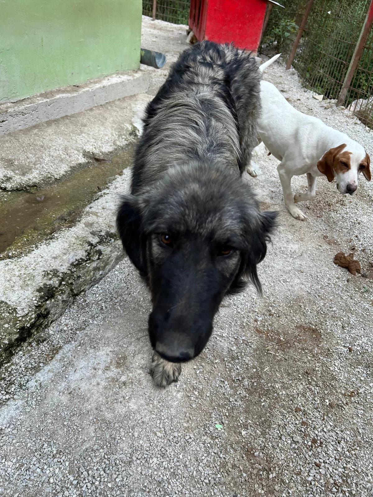 Raya, Mixed Breed for adoption at Save the Dogs BiH, Jajce