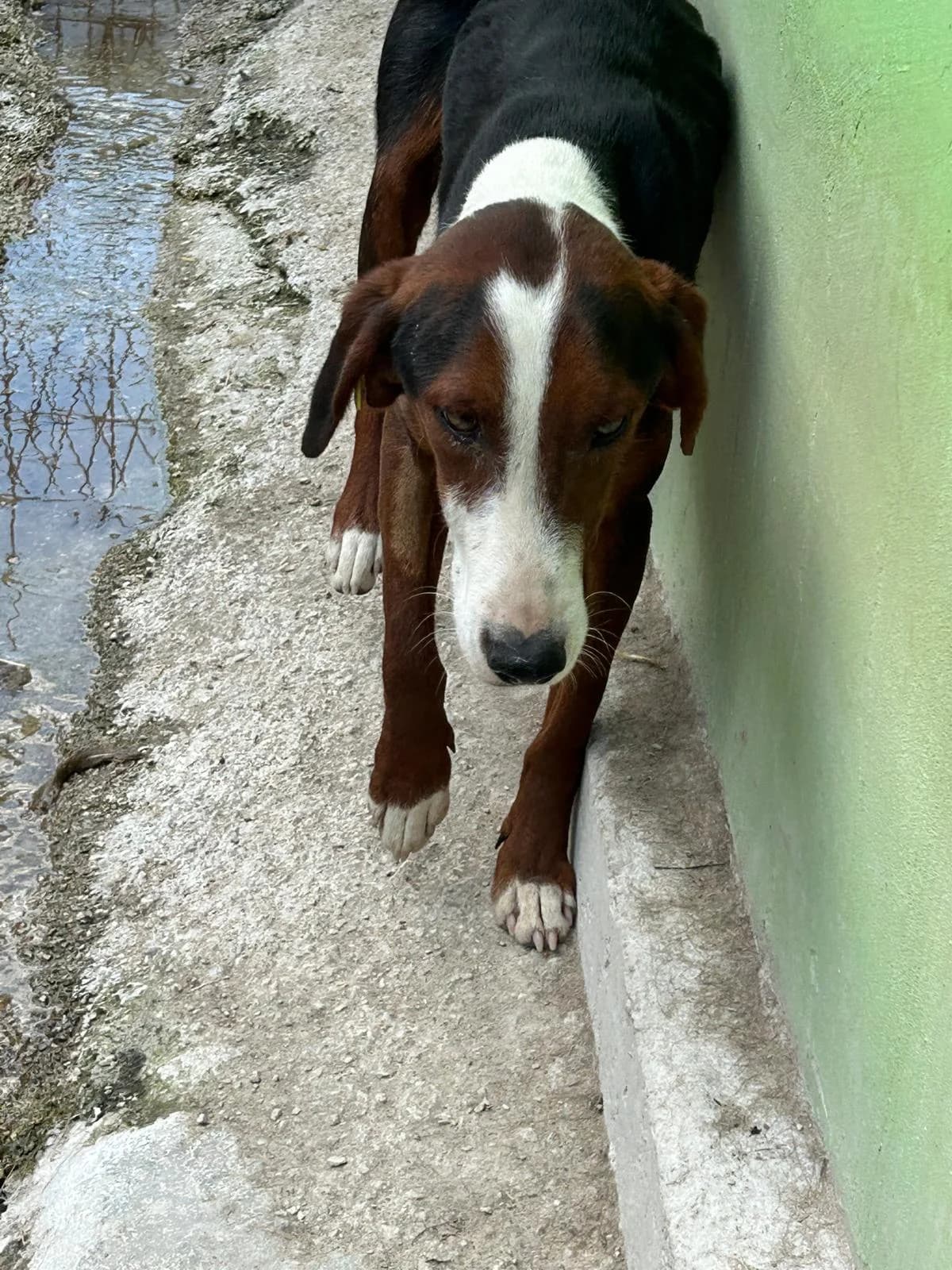 Ringo, Mixed Breed for adoption at Save the Dogs BiH, Jajce