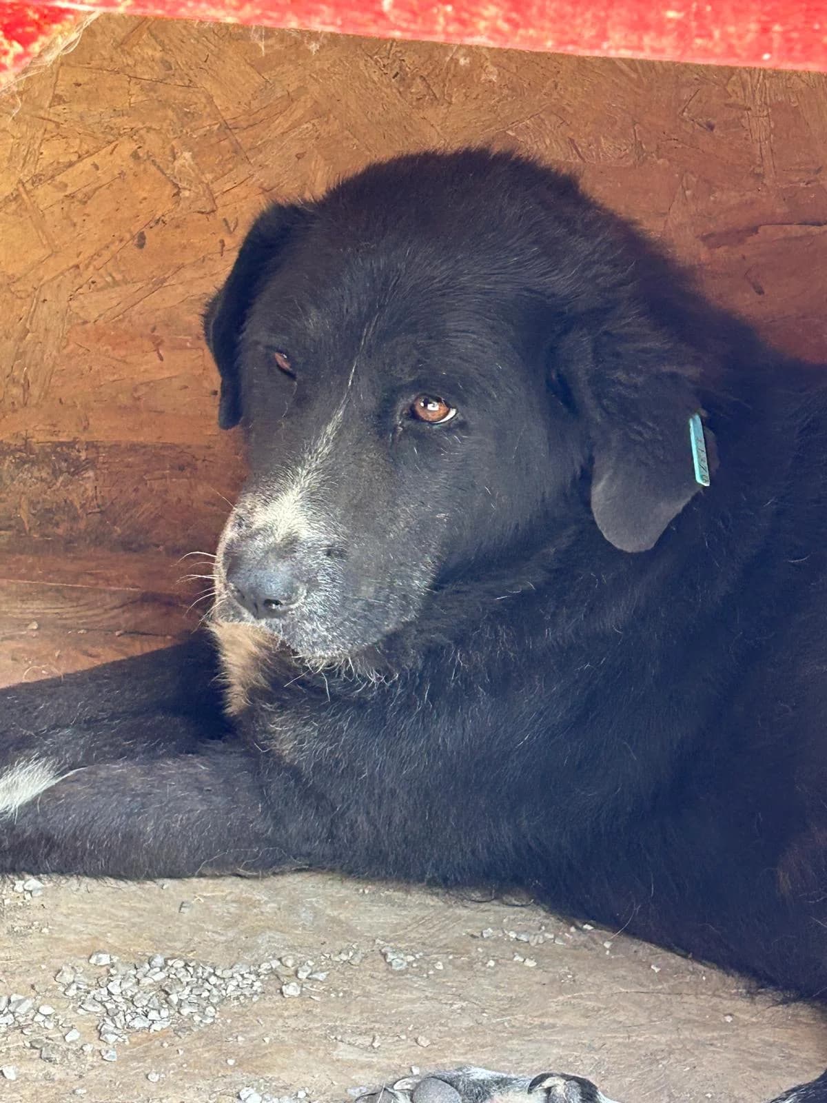 Rosalie, Mixed Breed for adoption at Save the Dogs BiH, Jajce