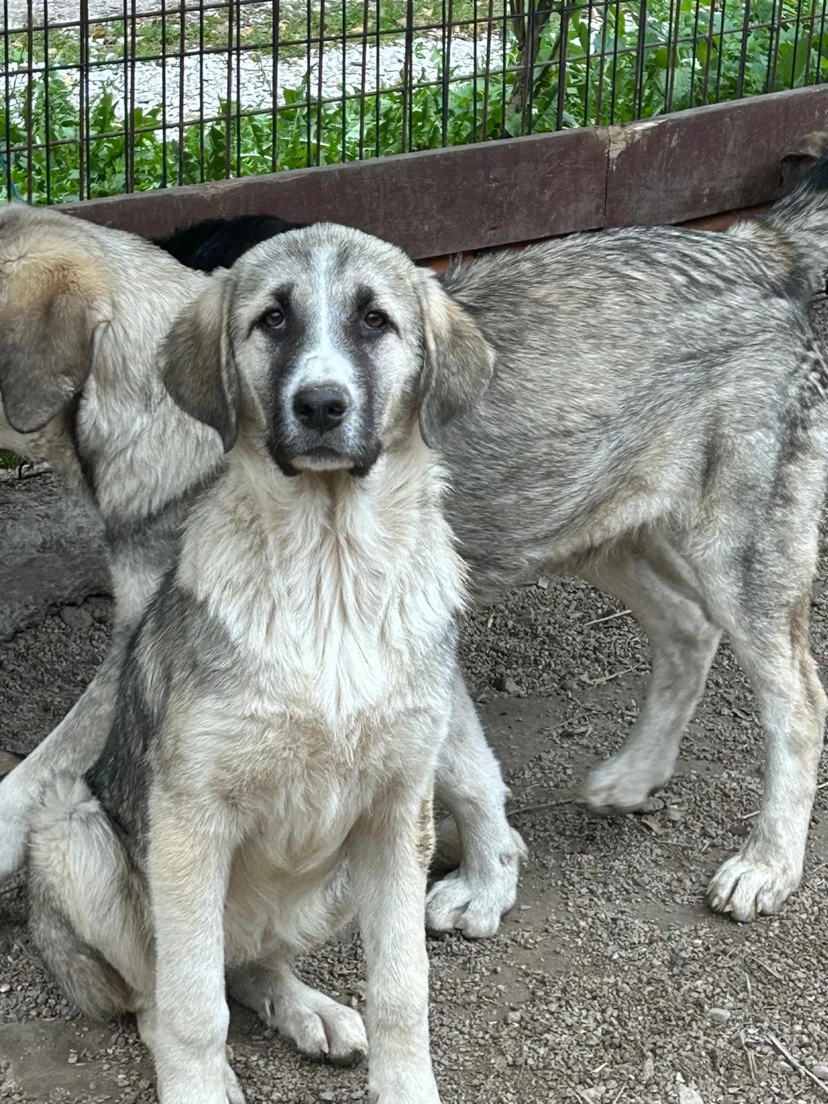 Lara, Mixed Breed for adoption at Save the Dogs BiH, Jajce