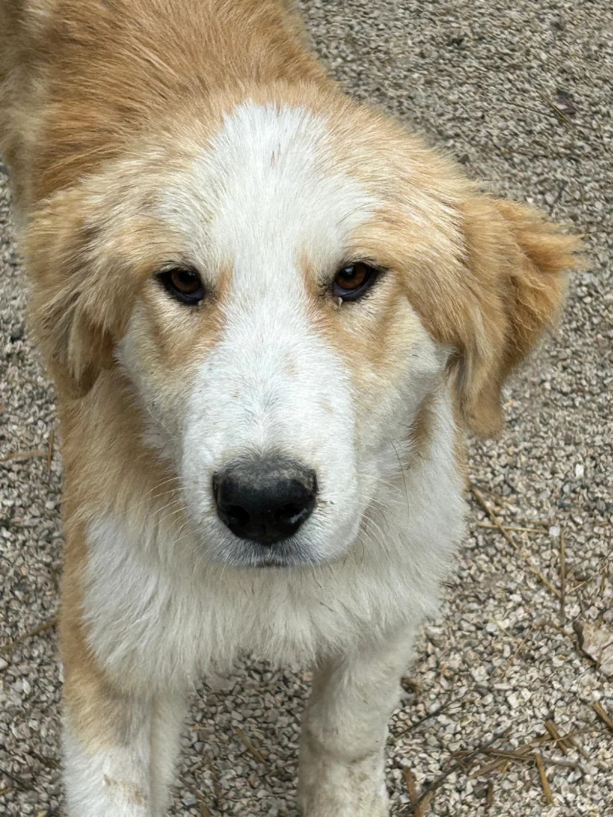 Lotti, Mixed Breed for adoption at Save the Dogs BiH, Jajce