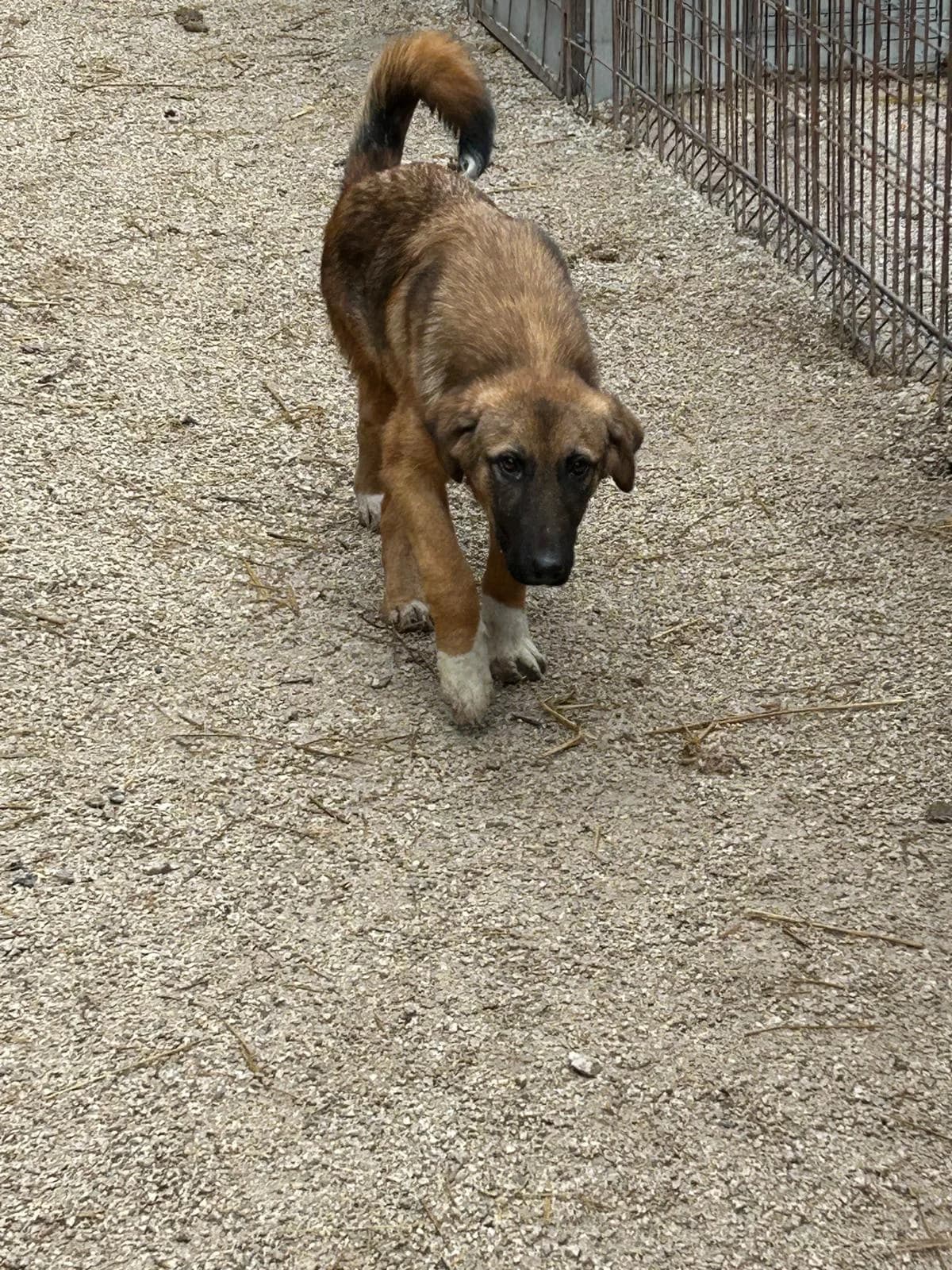 Bea, Mixed Breed for adoption at Save the Dogs BiH, Jajce