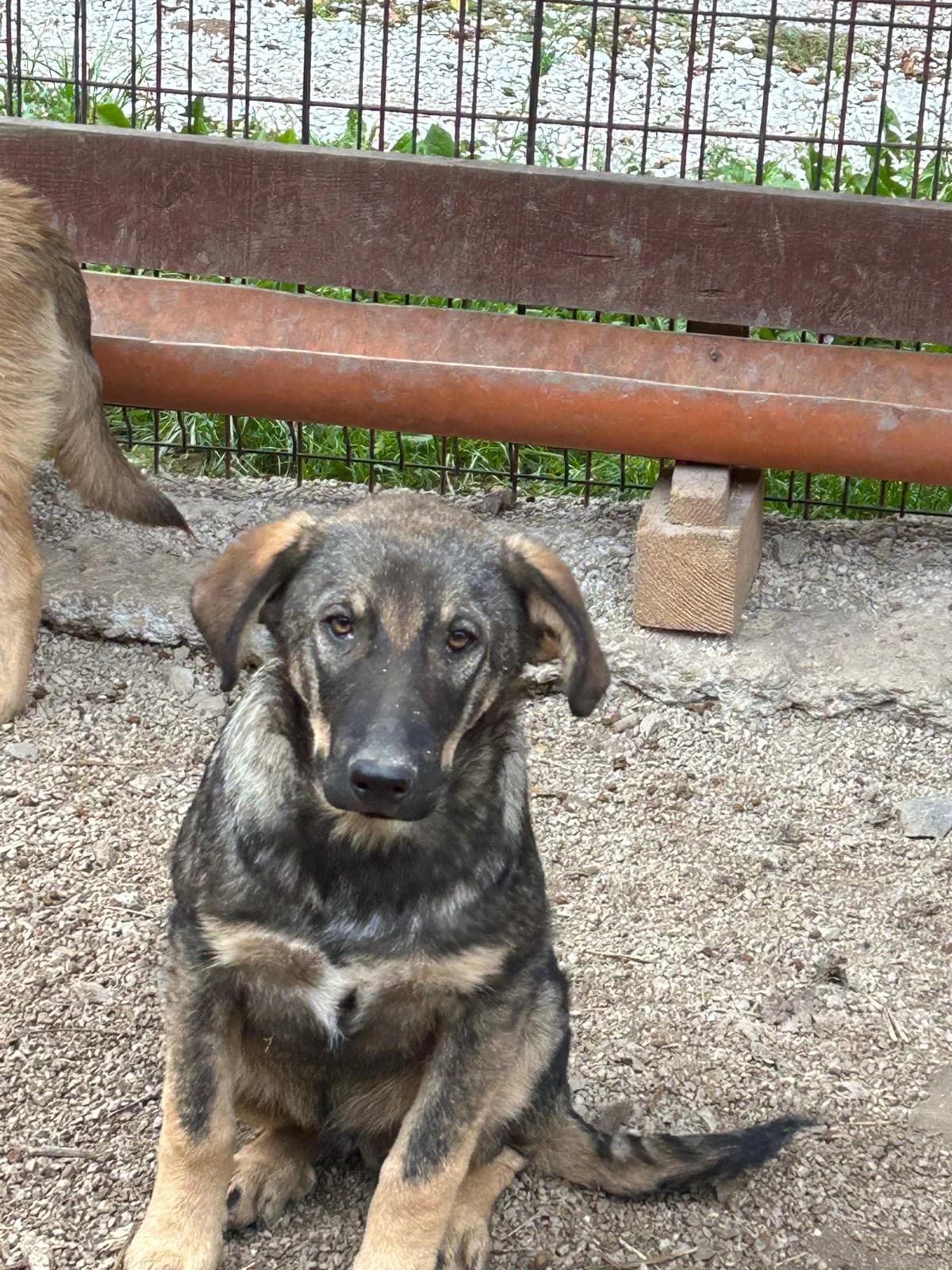 Kai, Mixed Breed for adoption at Save the Dogs BiH, Jajce