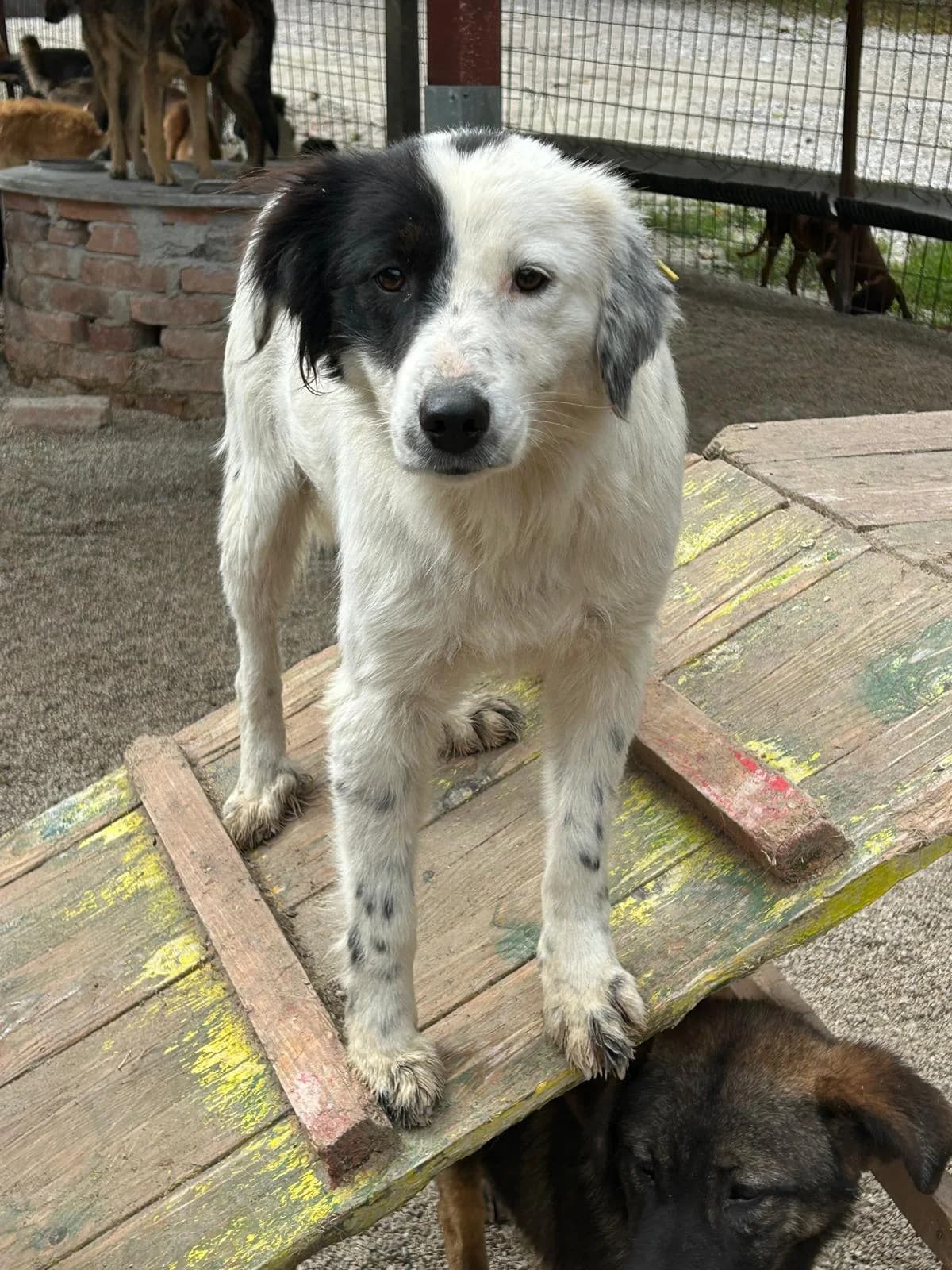 Bine, Mixed Breed for adoption at Save the Dogs BiH, Jajce