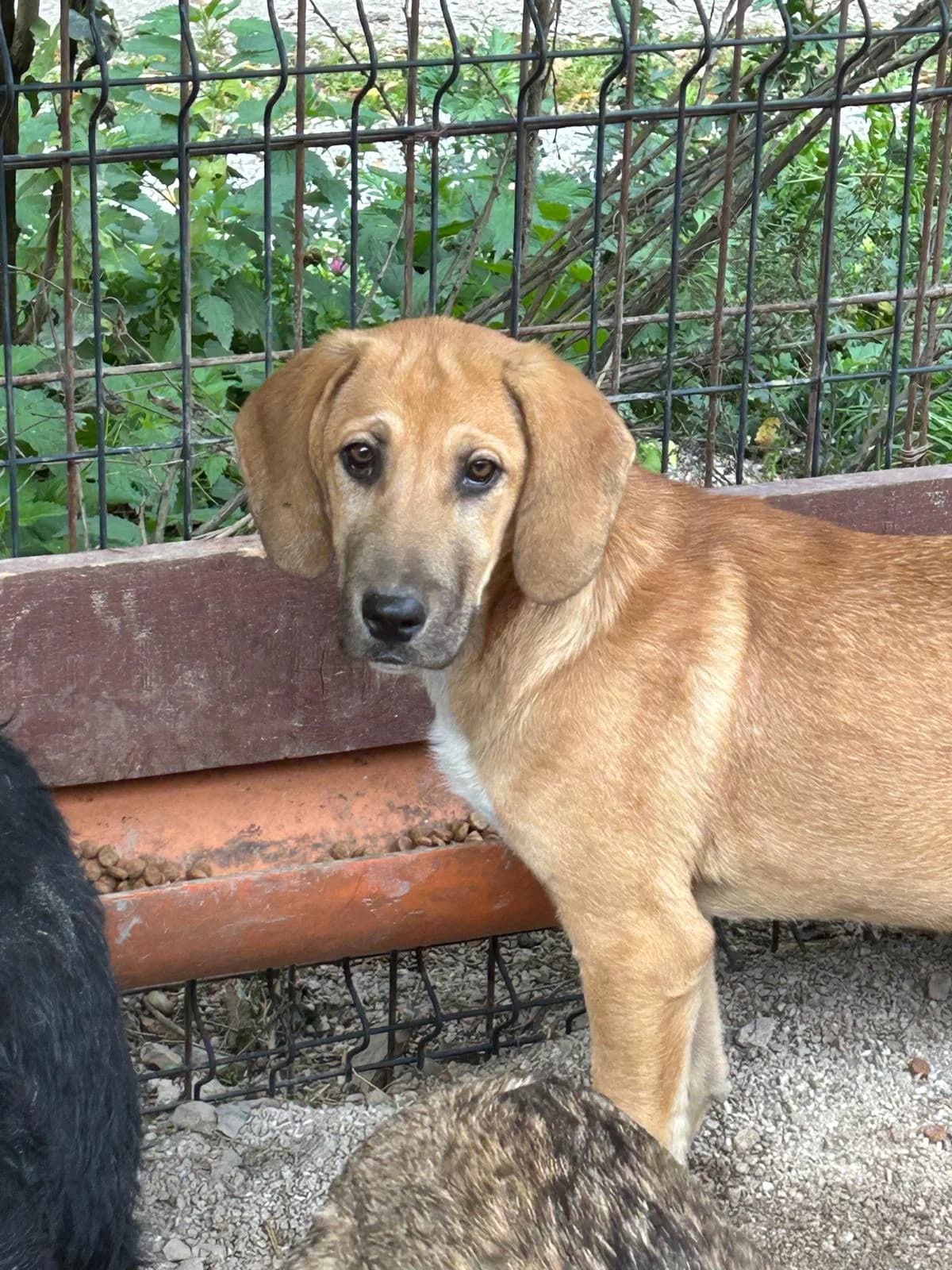 Sanaya, Mixed Breed for adoption at Save the Dogs BiH, Jajce