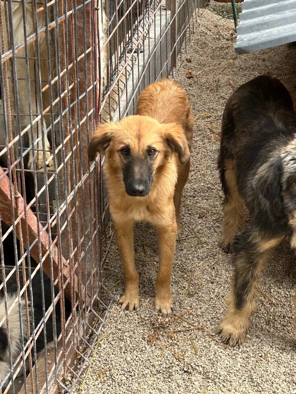 Felicia, Mixed Breed for adoption at Save the Dogs BiH, Jajce