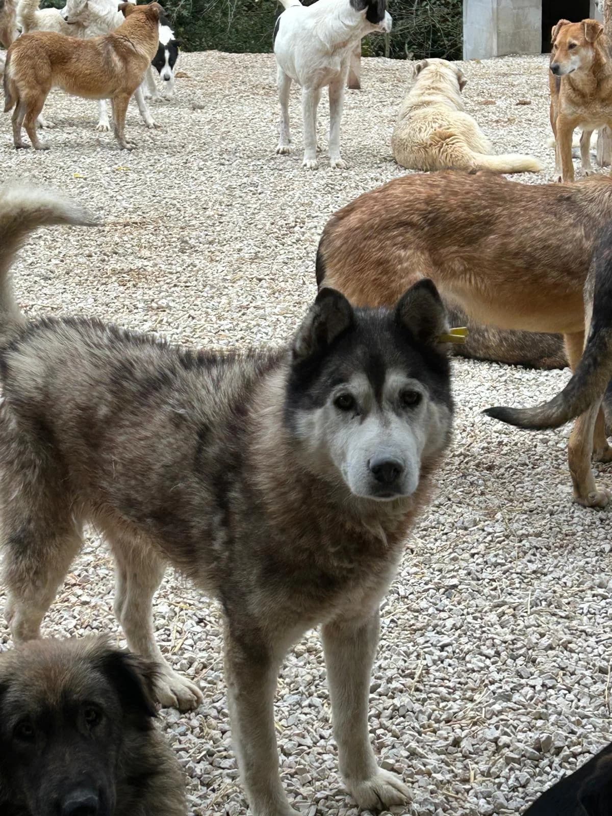583_Junge, Mixed Breed for adoption at Save the Dogs BiH, Jajce