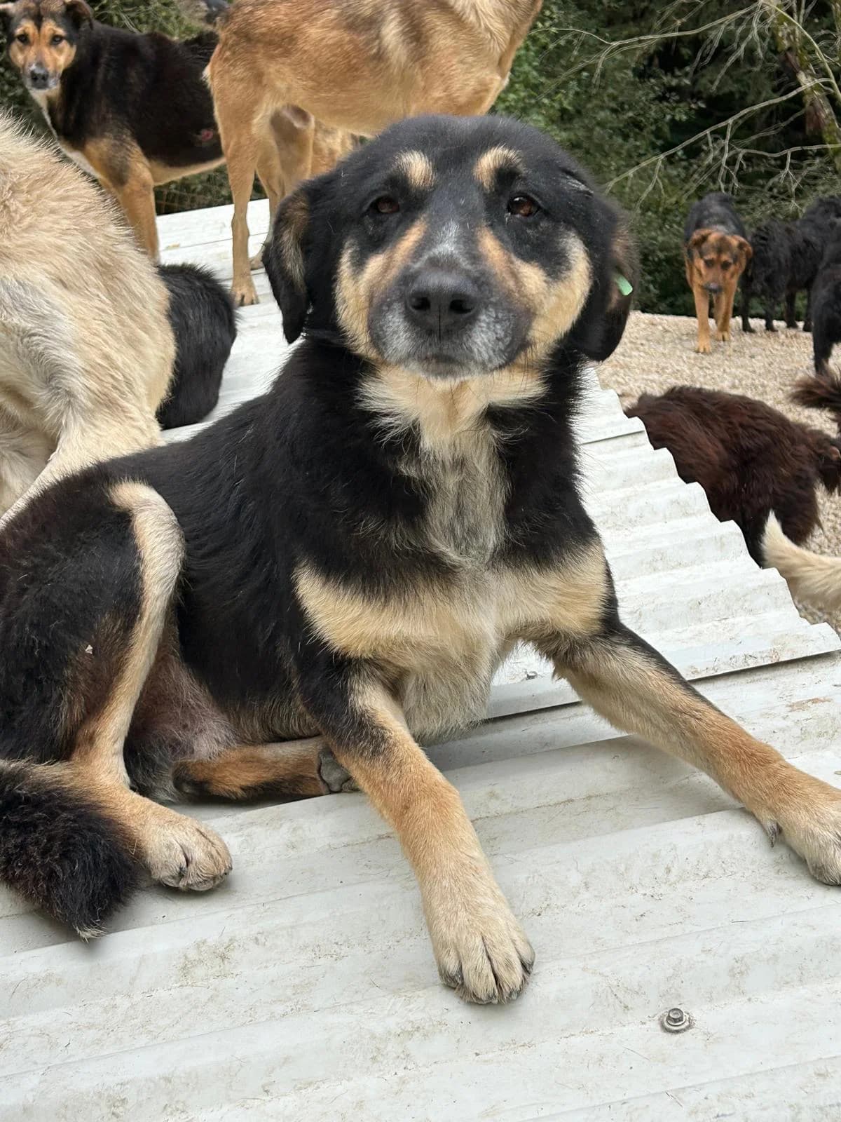 Pluto, Mixed Breed for adoption at Save the Dogs BiH, Jajce