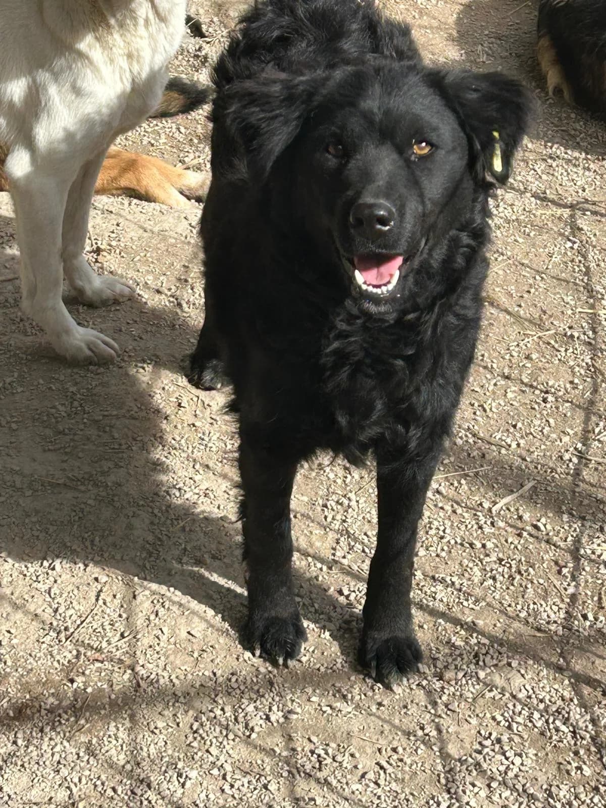 Bella, Mixed Breed for adoption at Save the Dogs BiH, Jajce