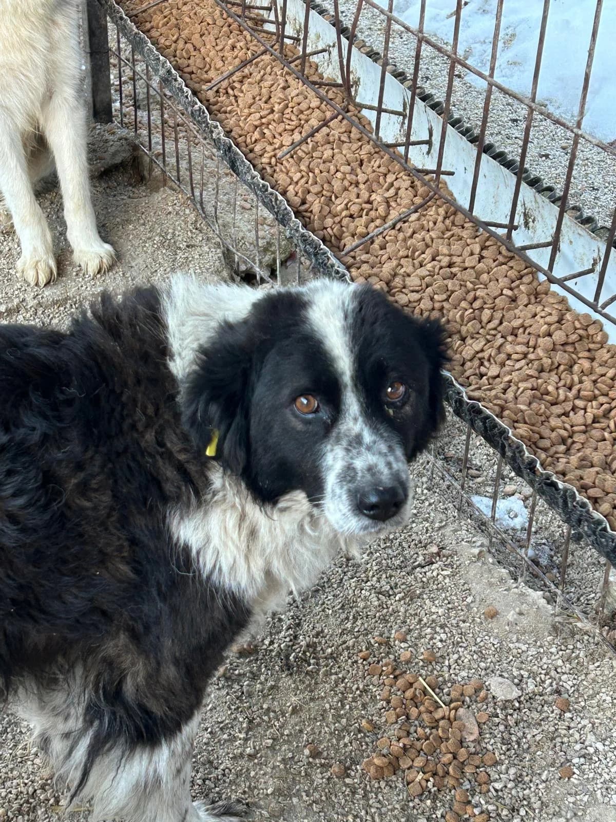 Riley, Mixed Breed for adoption at Save the Dogs BiH, Jajce