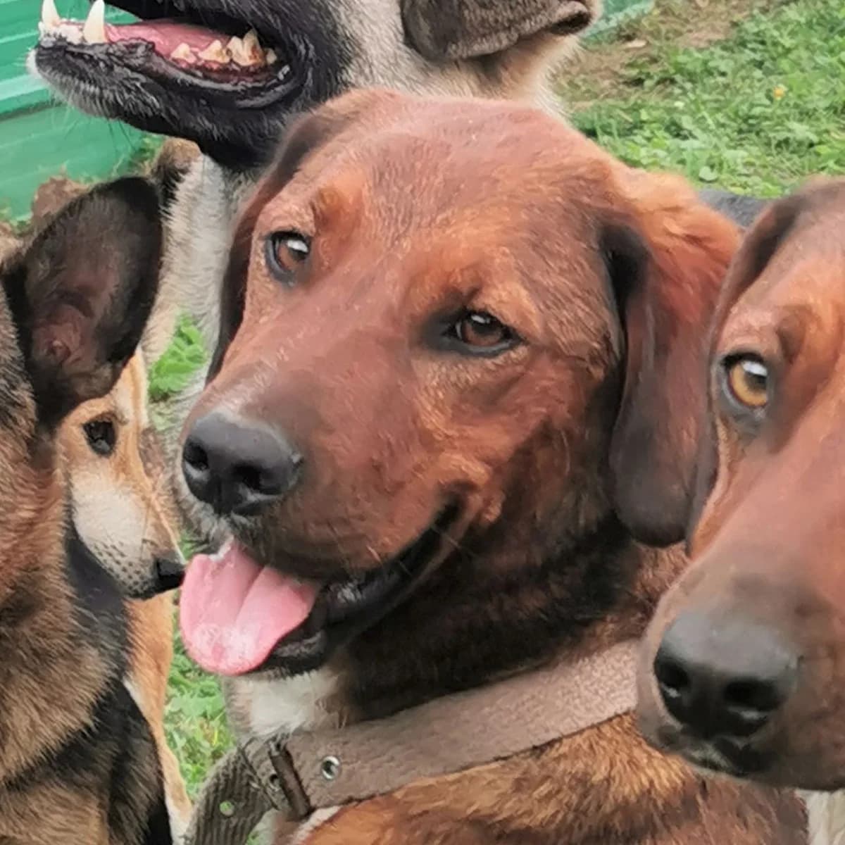 Bella, female Mixed Breed for adoption at Srce Za Sapu