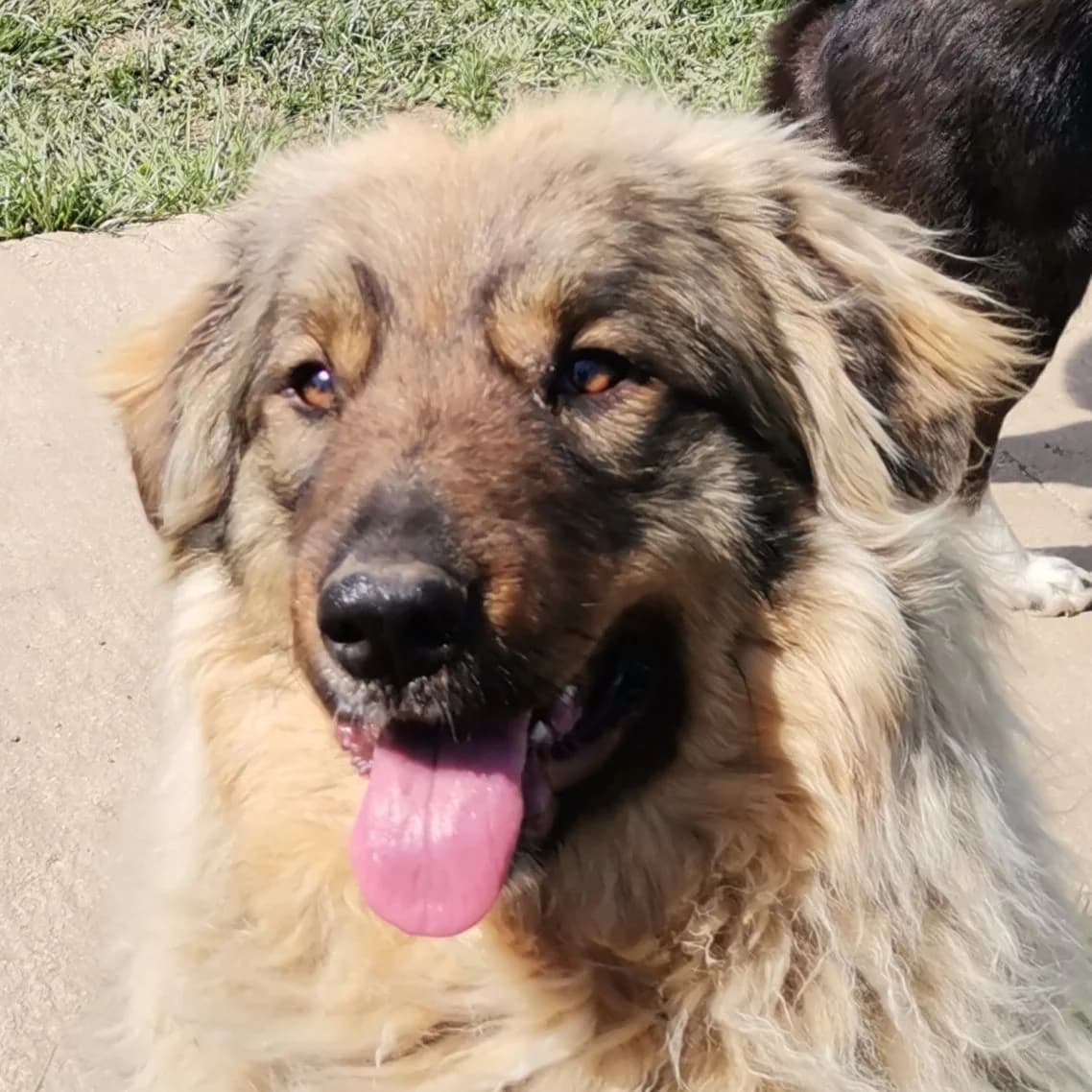 Charlie, male Mixed Breed for adoption at Srce Za Sapu