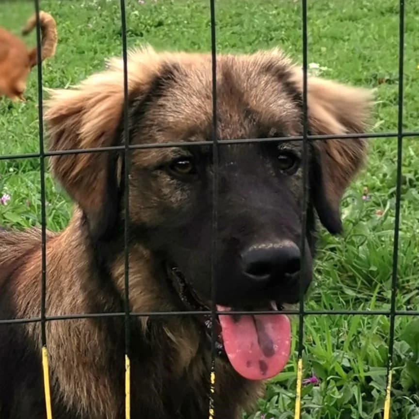 Jack, male Mixed Breed for adoption at Srce Za Sapu