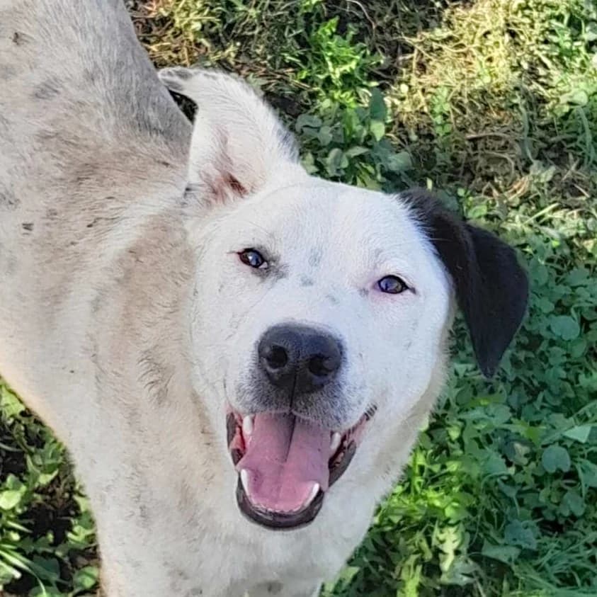 Kala, female Mixed Breed for adoption at Srce Za Sapu