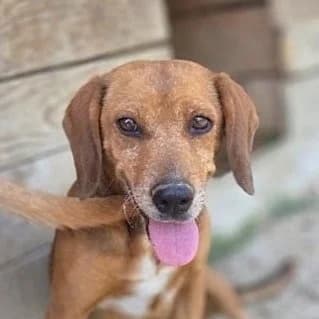 Kylie, female Mixed Breed for adoption at Srce Za Sapu