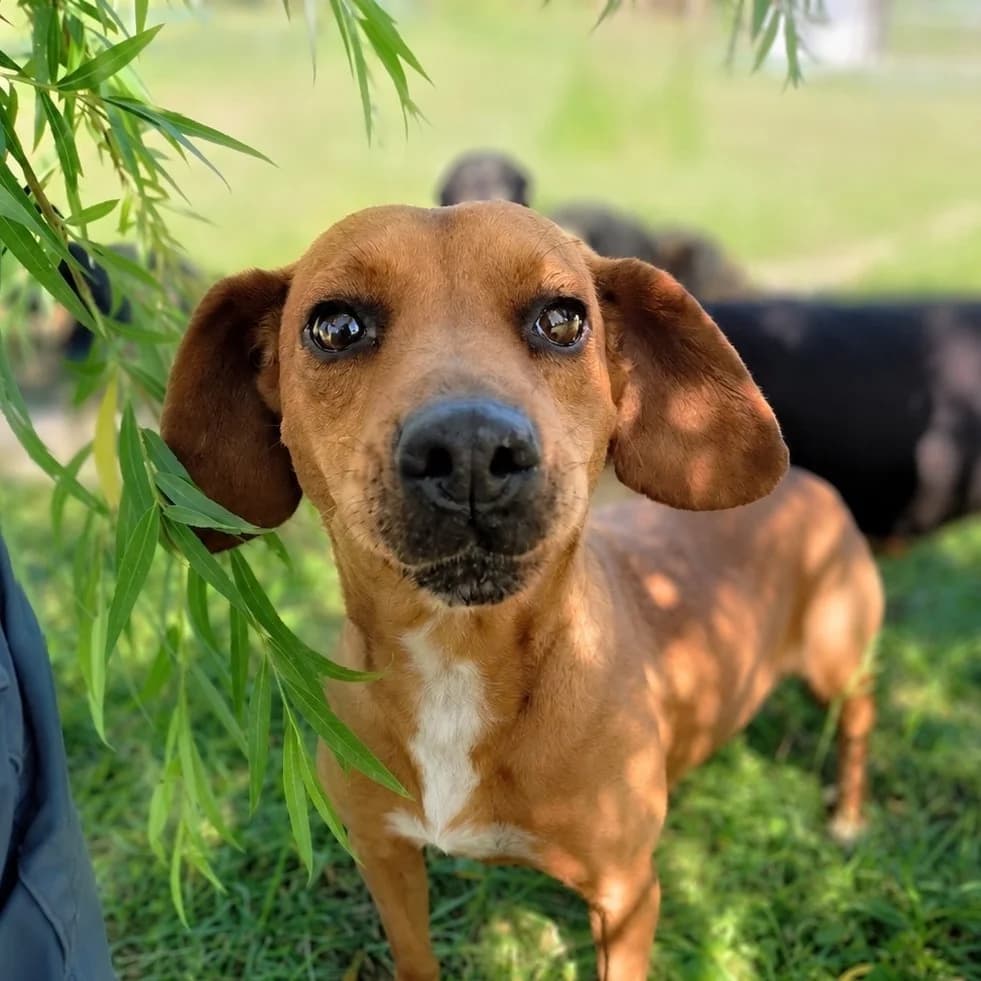 Pink, female Mixed Breed for adoption at Srce Za Sapu