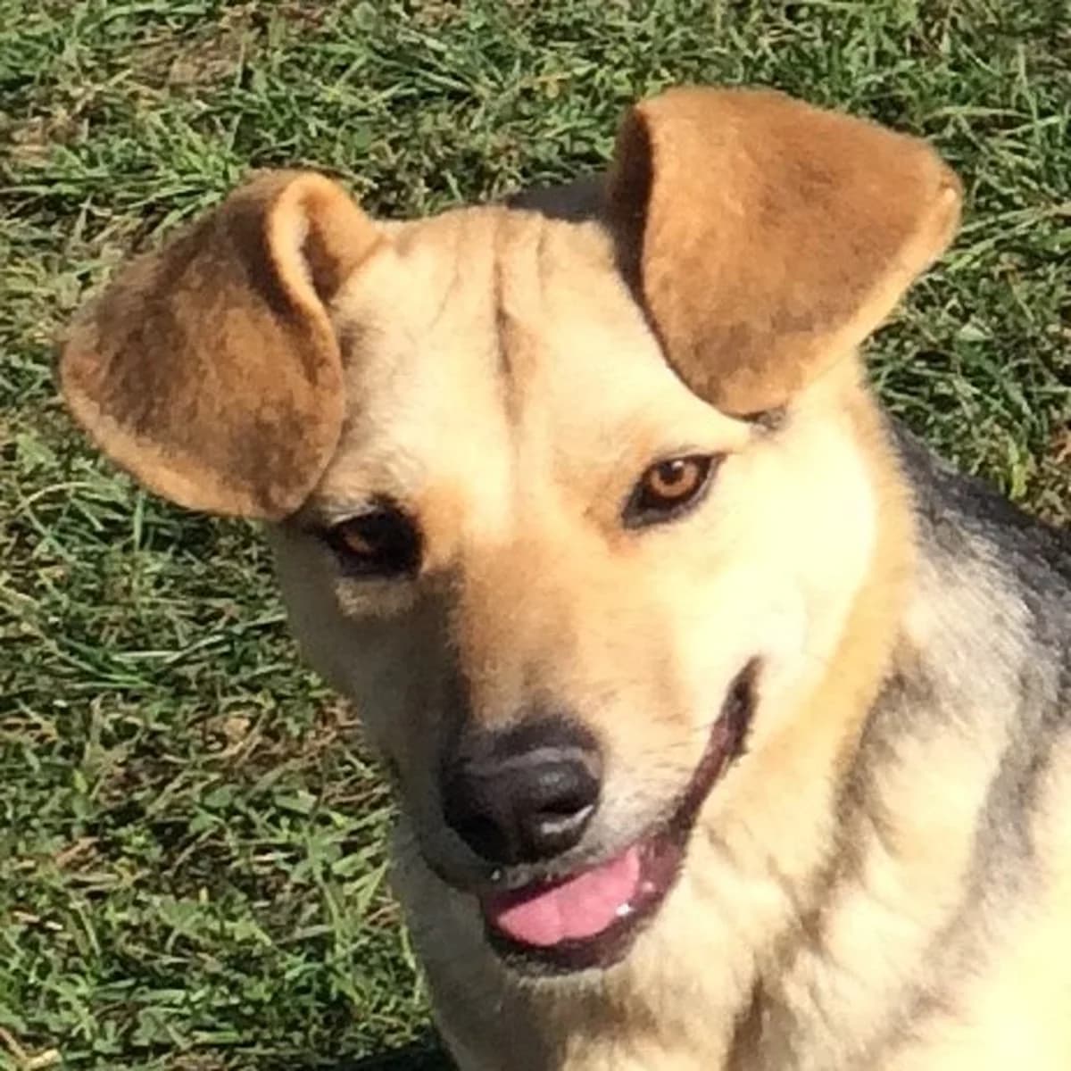 Pomi, male Mixed Breed for adoption at Srce Za Sapu