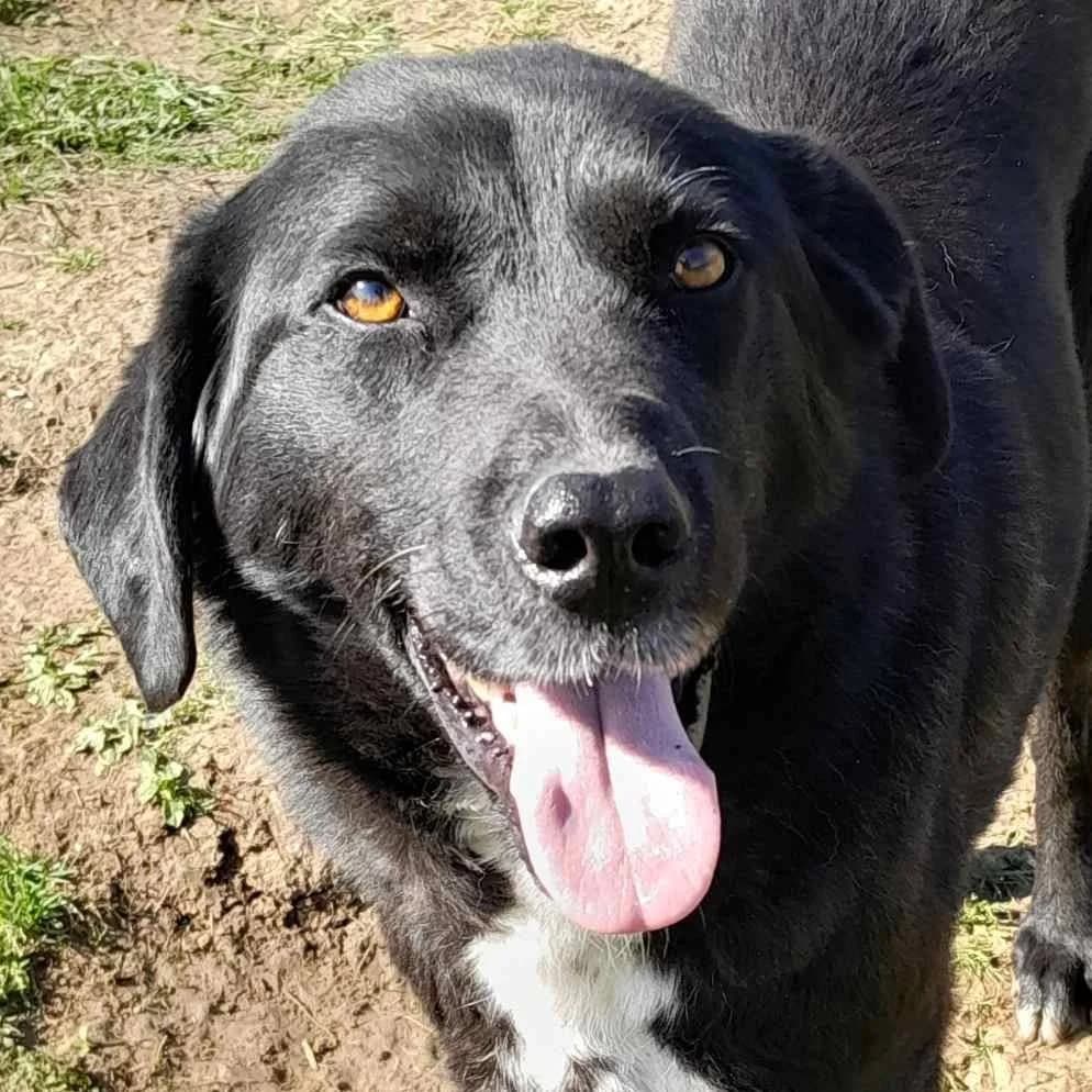 Softie, male Mixed Breed for adoption at Srce Za Sapu