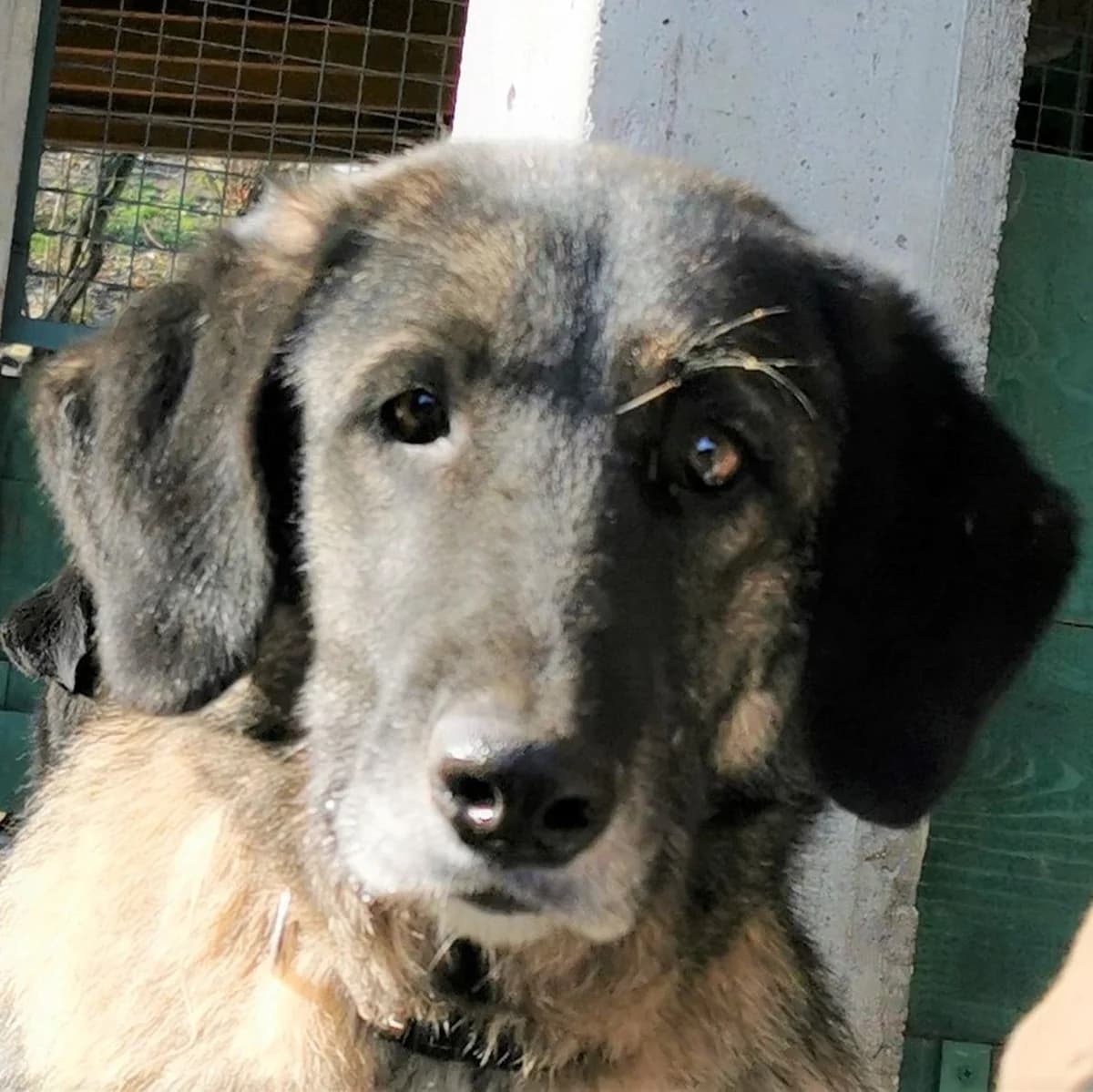 Tara, female Mixed Breed for adoption at Srce Za Sapu