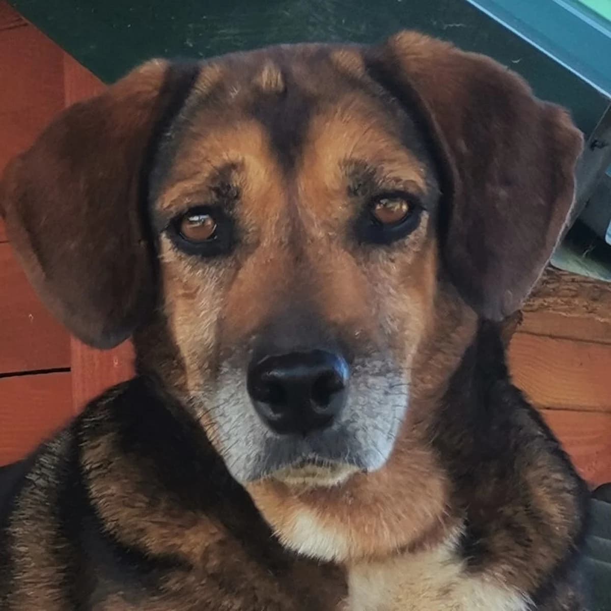 Tina, female Mixed Breed for adoption at Srce Za Sapu