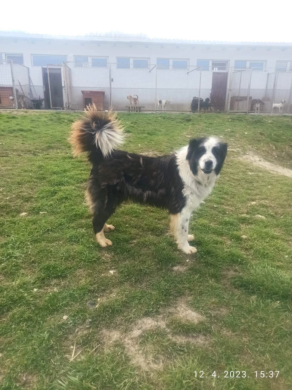 Maša (Tornjak) (Azil Stranjani), 4yo mixed breed for adoption at Udomi Psa Zenica